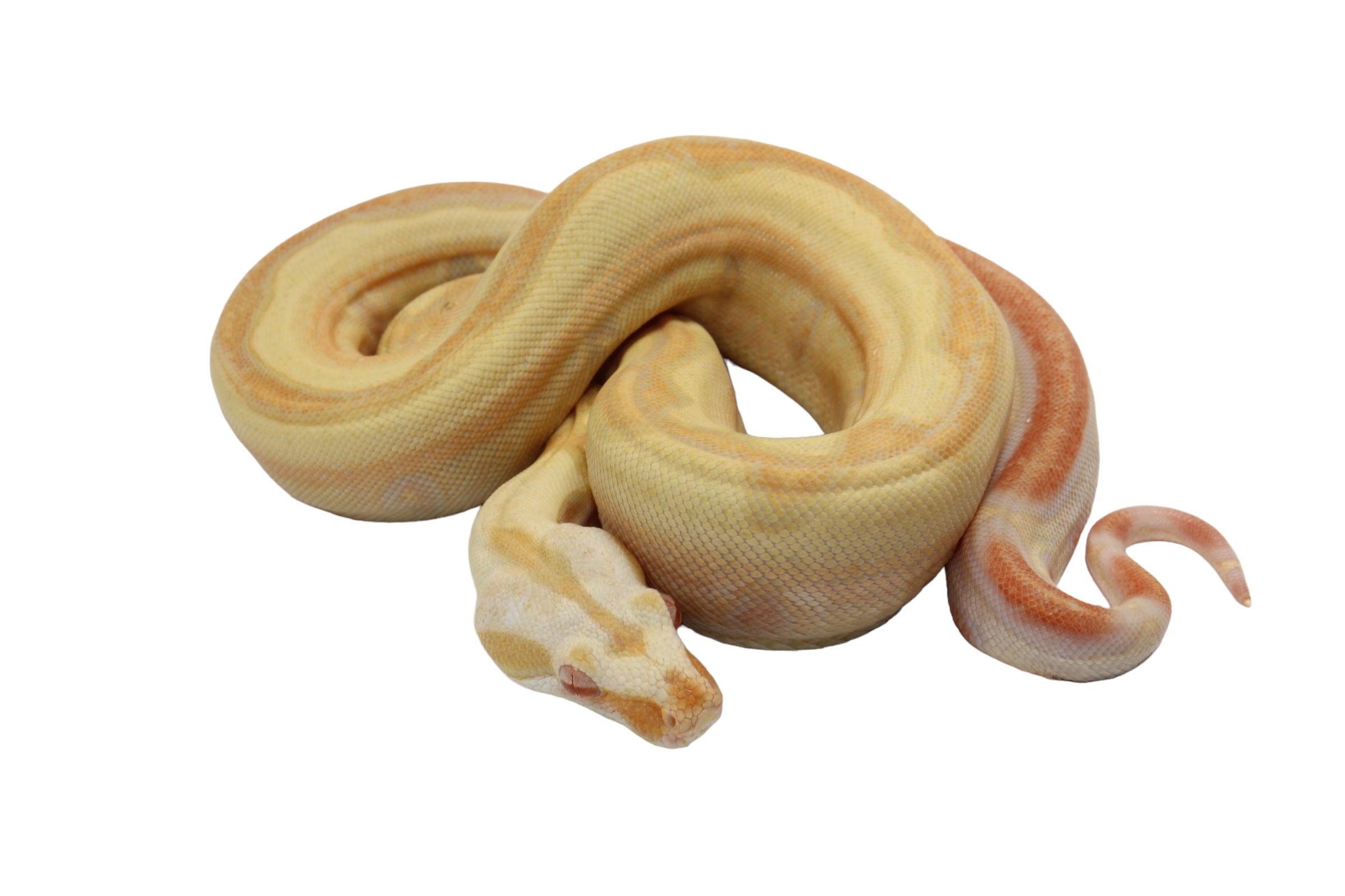2021 Female Lipstick Line Albino IMG Super Stripe Boa Constrictor