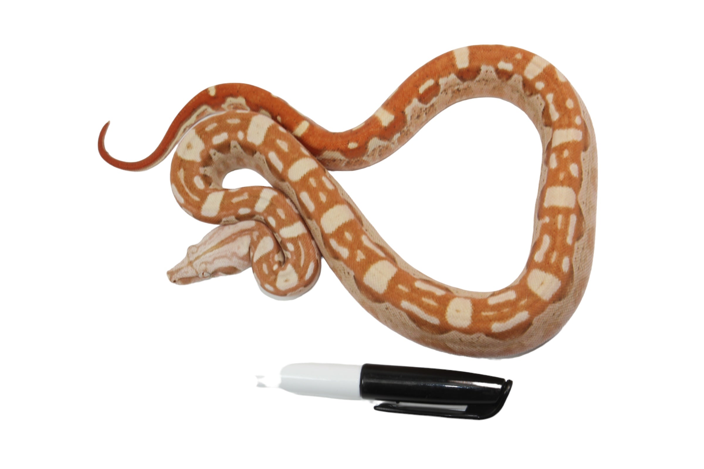 2022 Male VPI Aztec Sunglow Boa Constrictor - Smoking