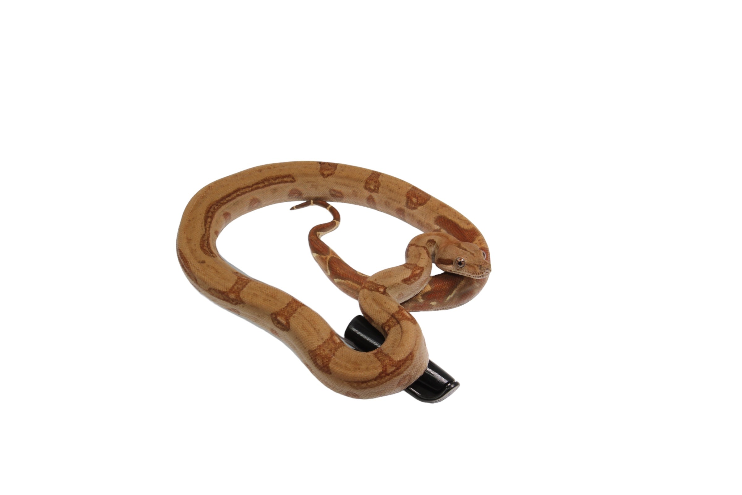 2022 Female Burke T+ Hypo Fire Boa Constrictor