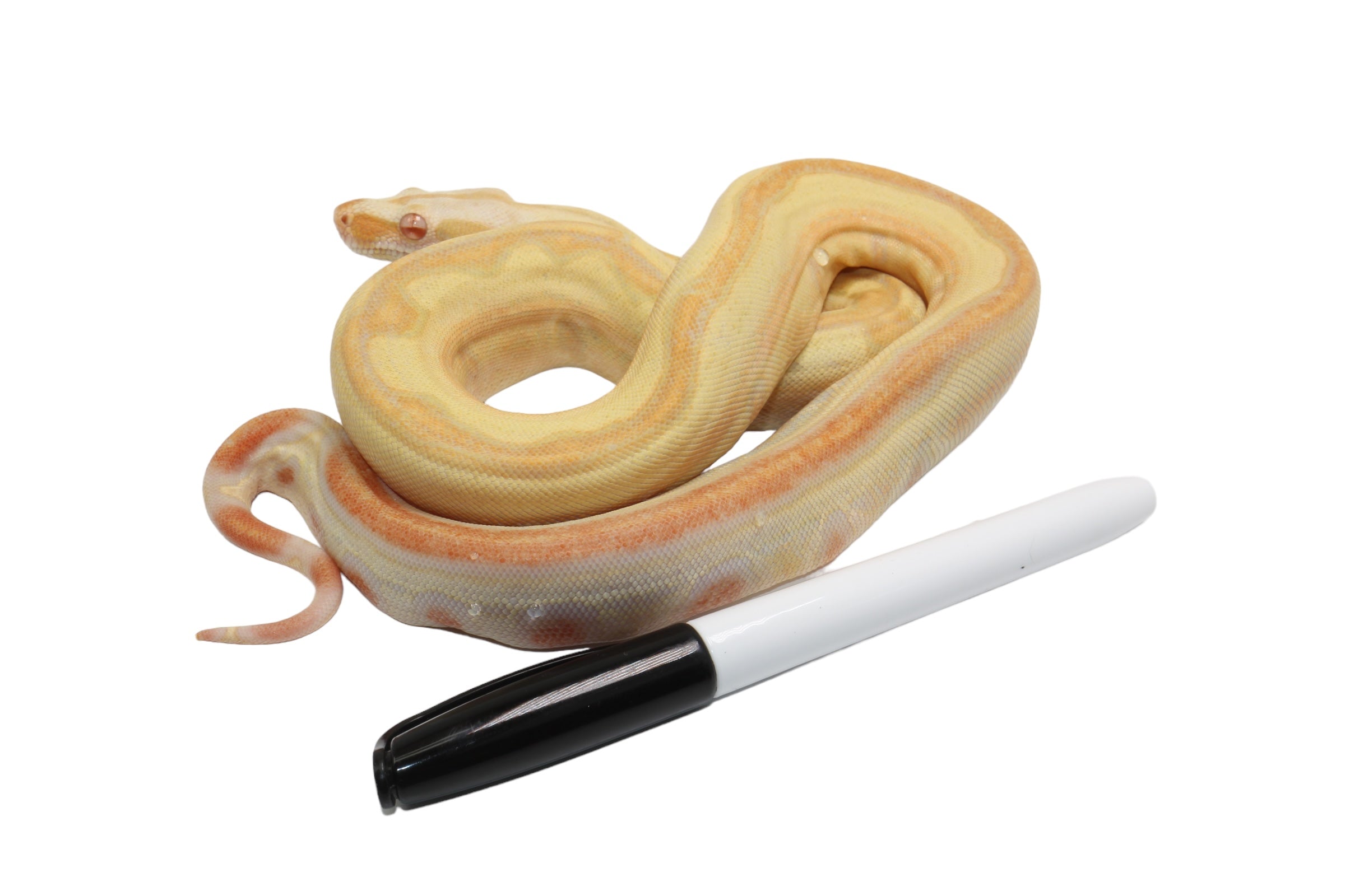 2021 Female Lipstick Line Albino IMG Super Stripe Boa Constrictor