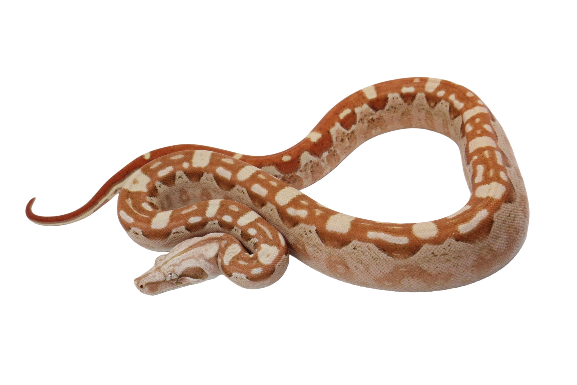 2022 Male VPI Aztec Sunglow Boa Constrictor - Smoking