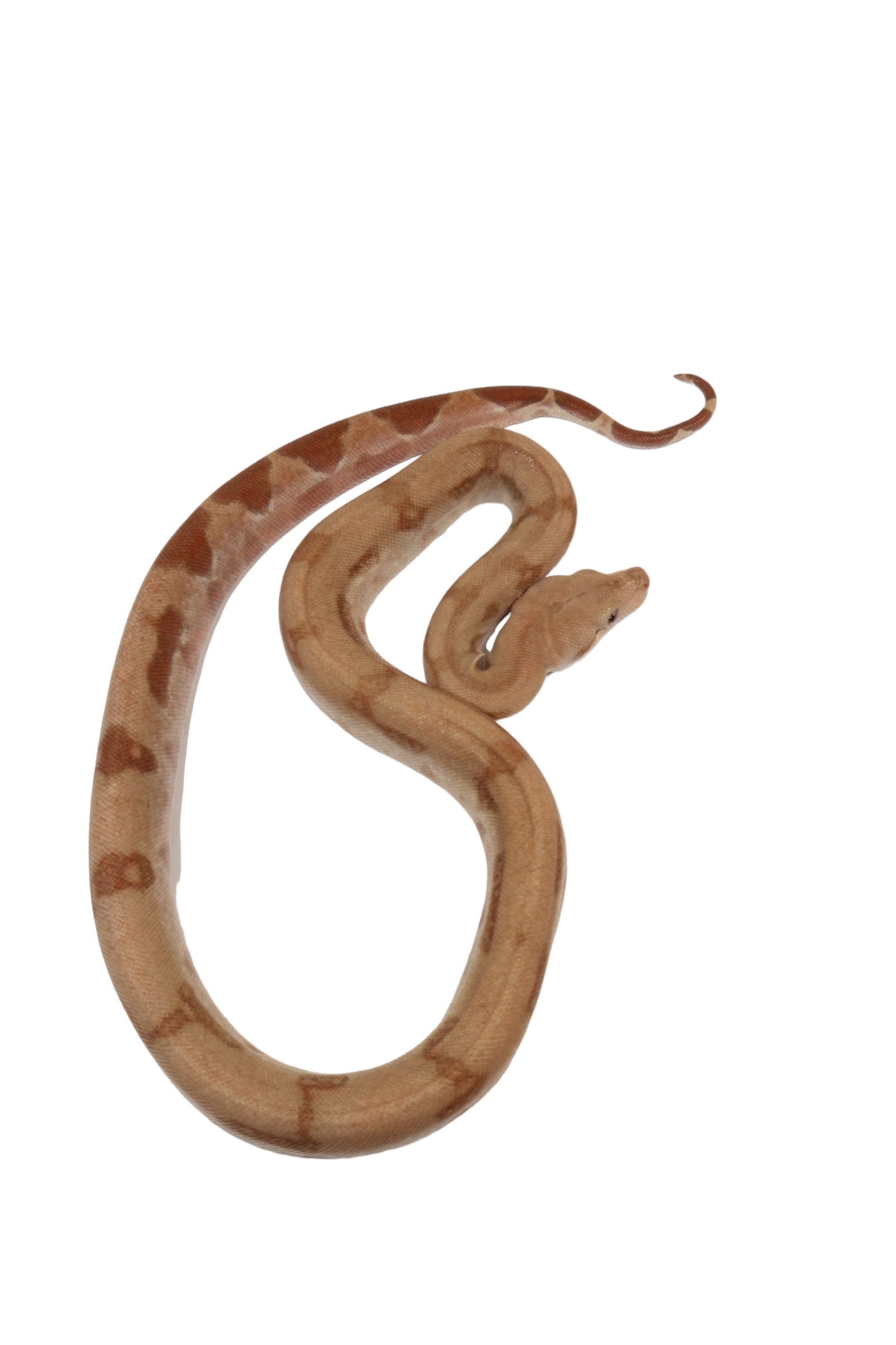 2022 Female Burke T+ Hypo Fire Boa Constrictor