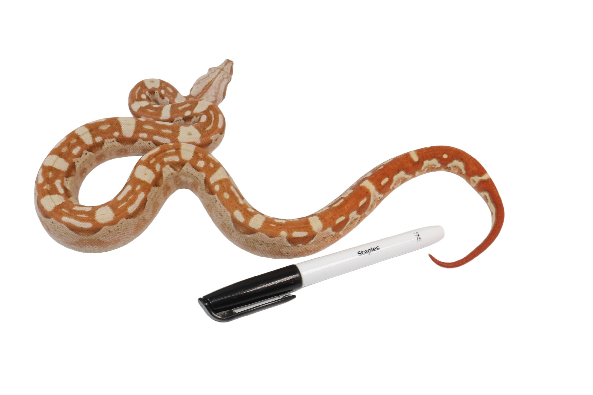 2022 Male VPI Aztec Sunglow Boa Constrictor - Smoking