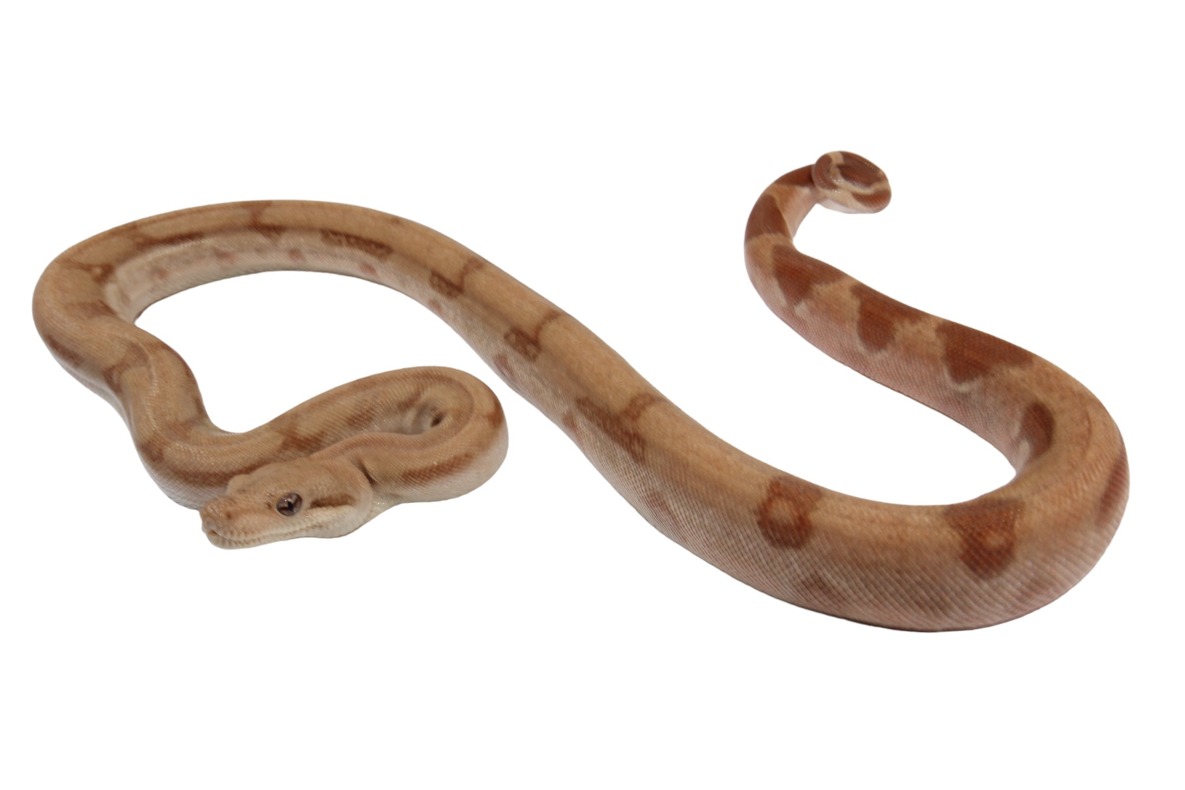 2022 Female Burke T+ Hypo Fire Boa Constrictor