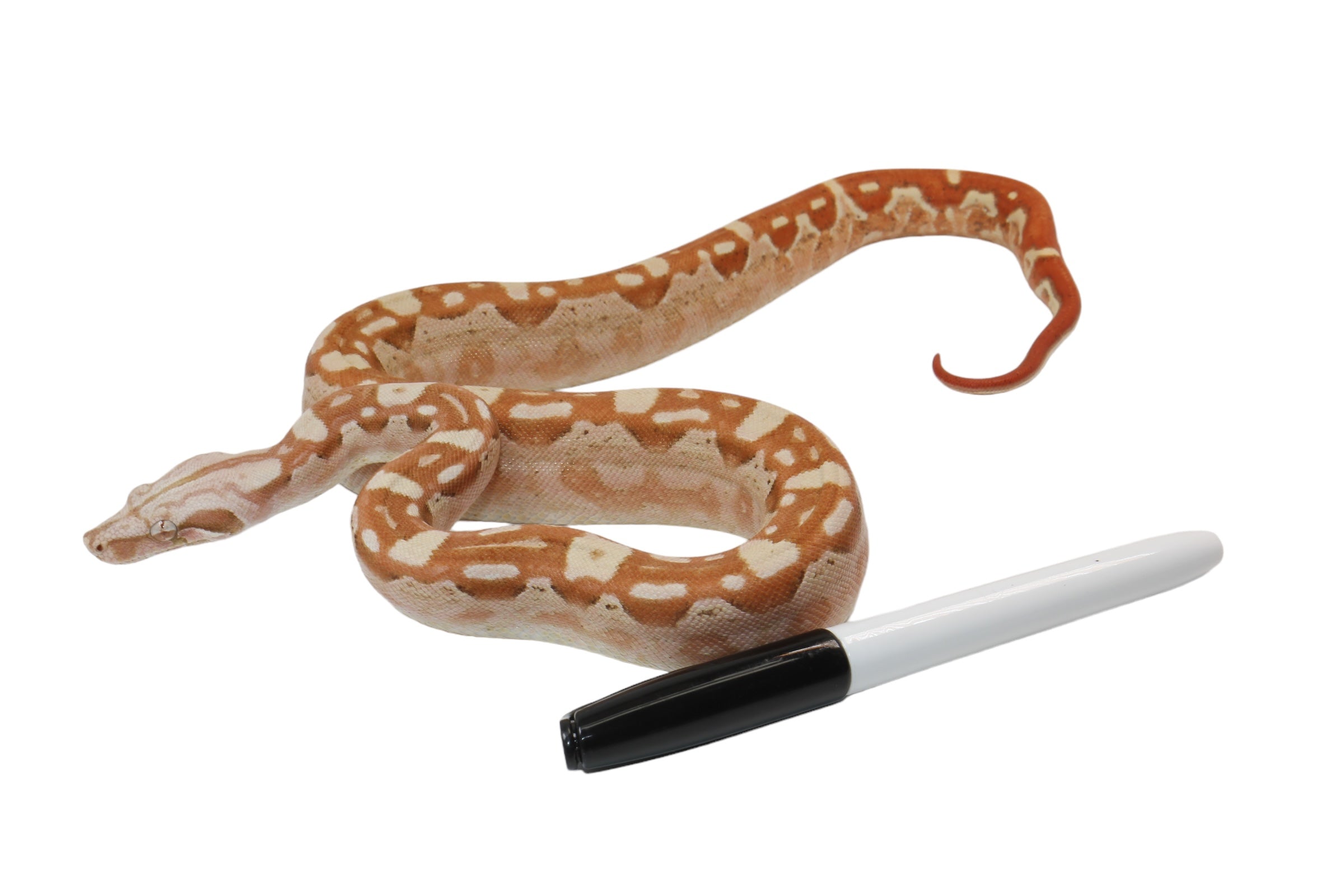 2022 Male VPI Aztec Sunglow Boa Constrictor - Smoking