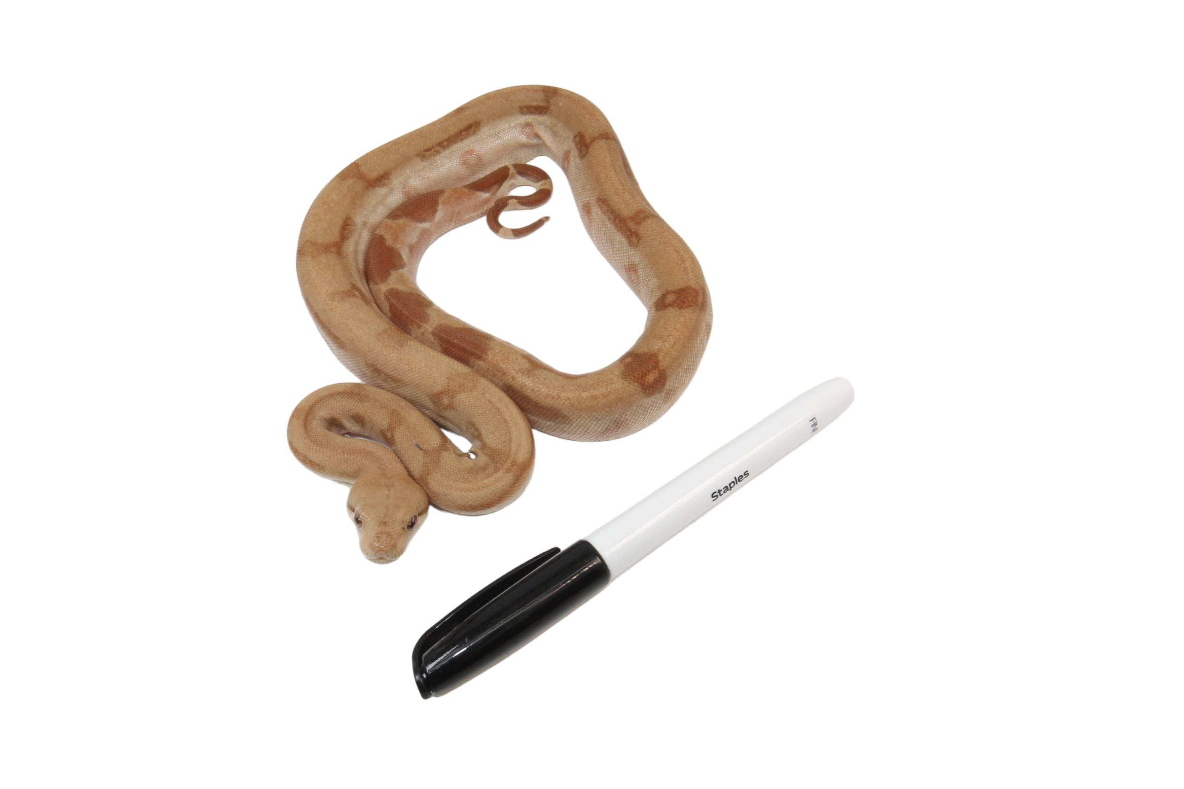 2022 Female Burke T+ Hypo Fire Boa Constrictor