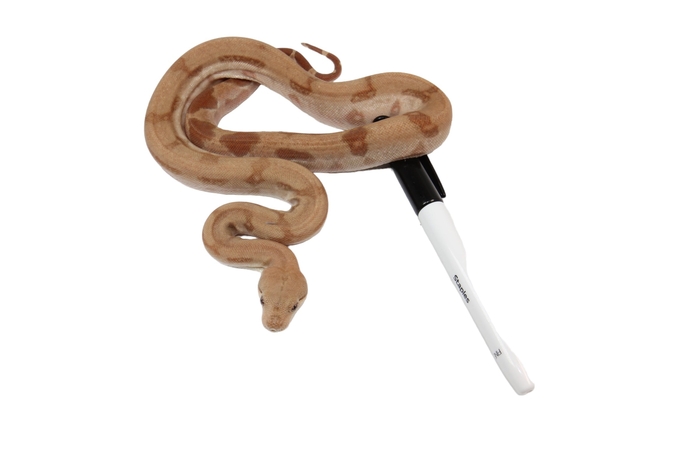 2022 Female Burke T+ Hypo Fire Boa Constrictor