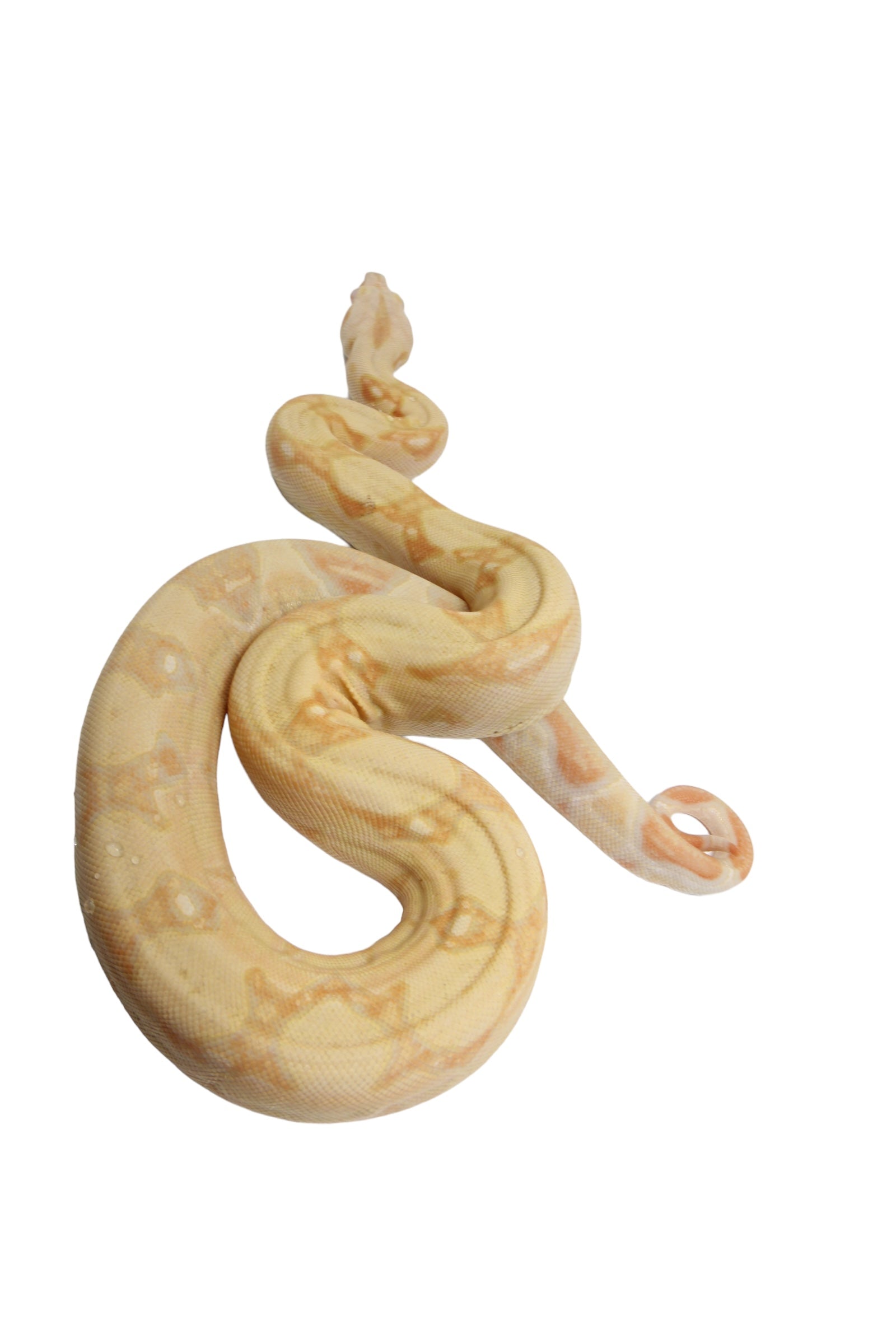 2021 Female Khal Albino IMG Boa Constrictor.