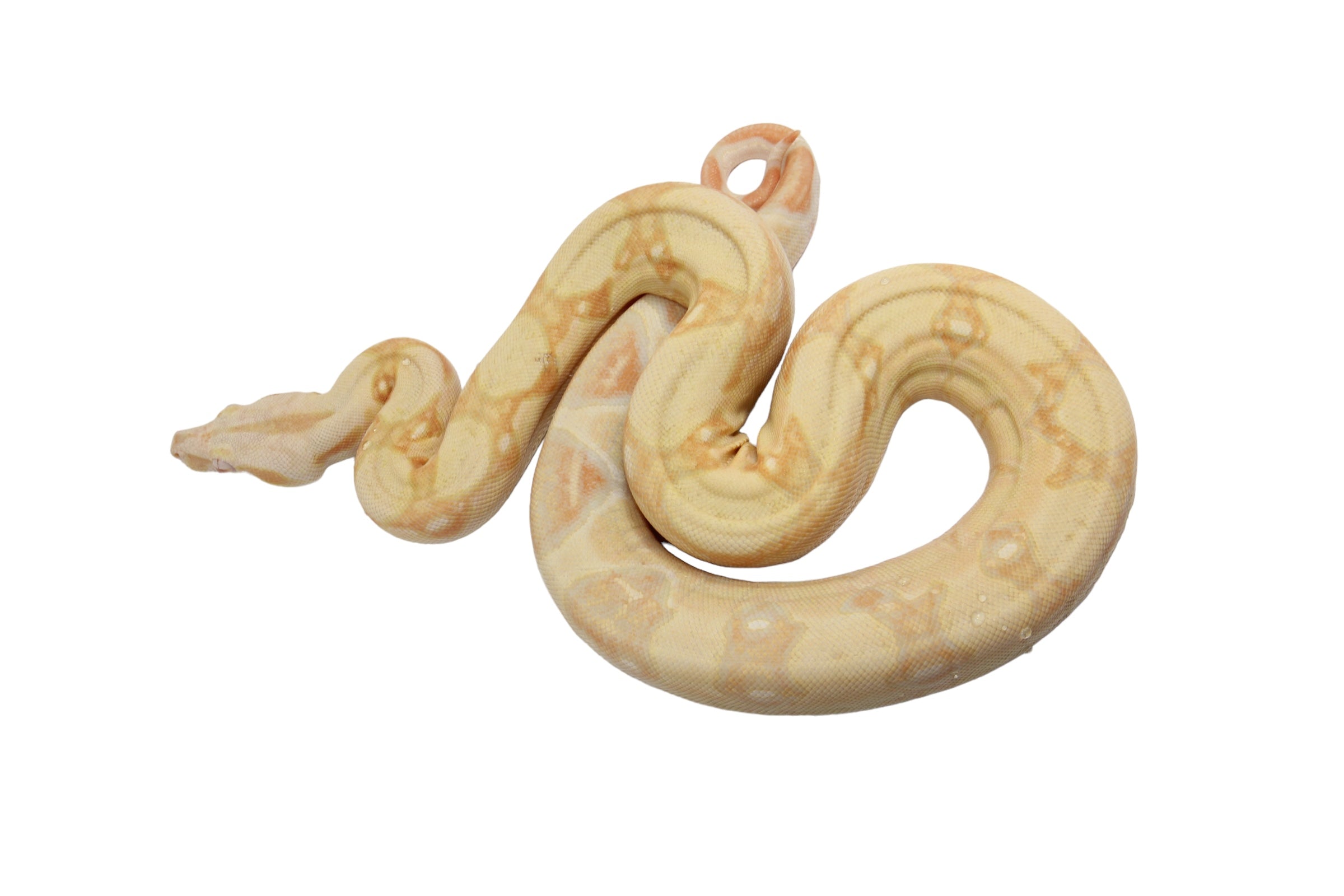 2021 Female Khal Albino IMG Boa Constrictor.