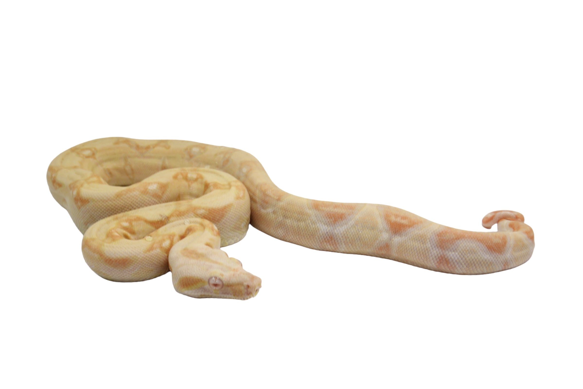 2021 Female Khal Albino IMG Boa Constrictor.