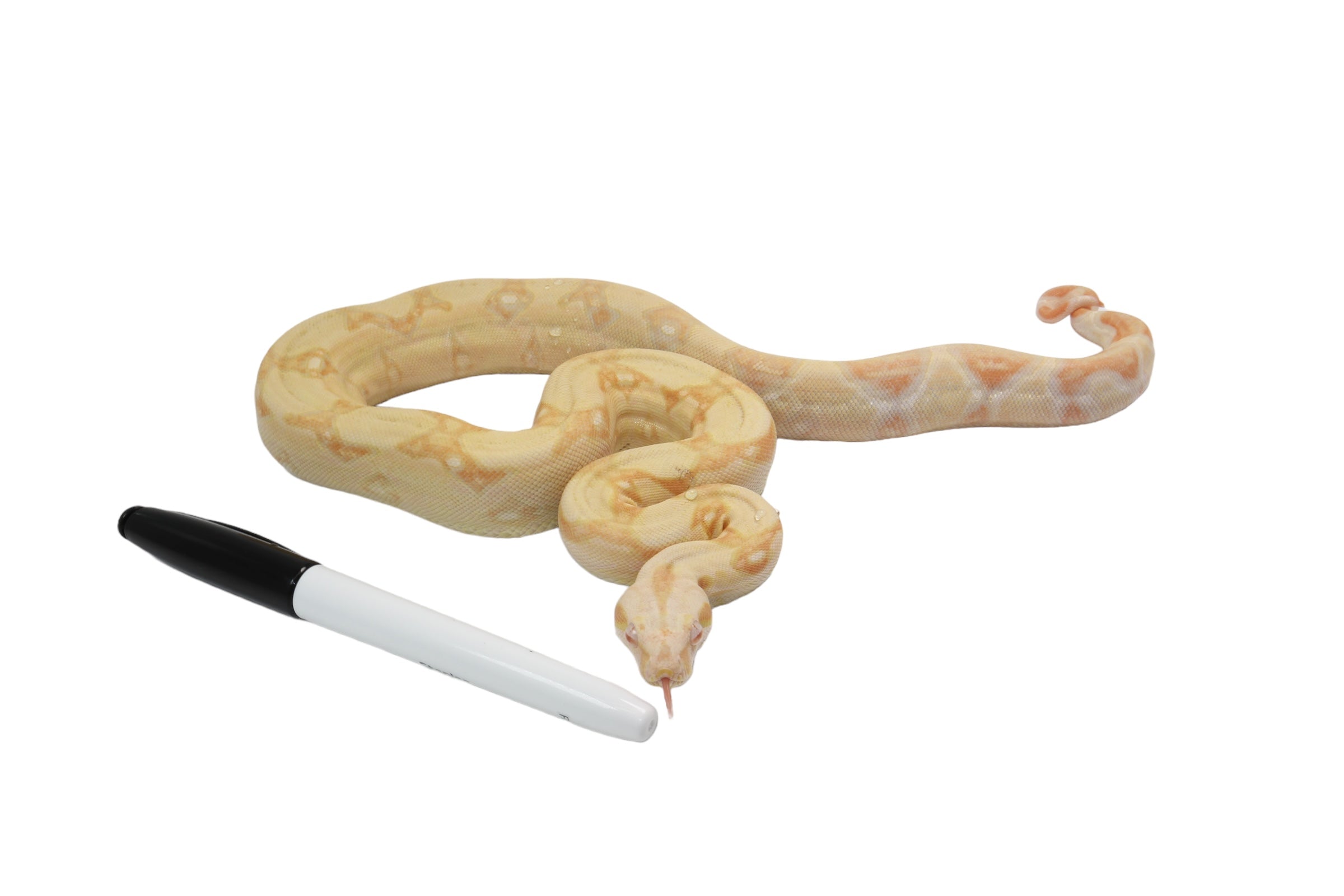 2021 Female Khal Albino IMG Boa Constrictor.