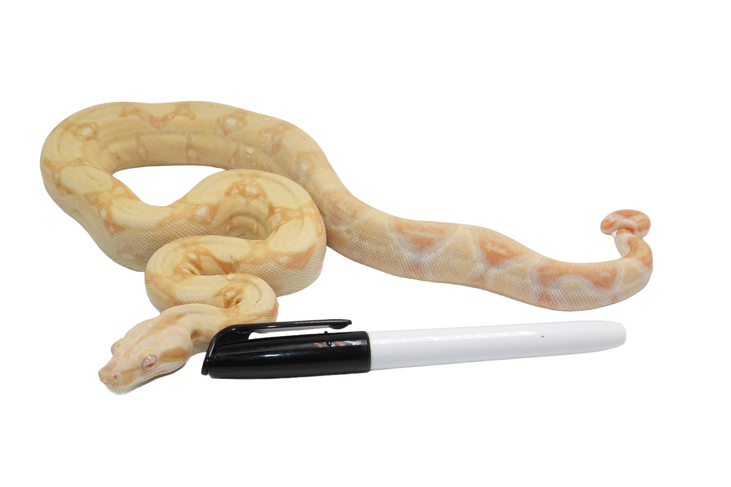 2021 Female Khal Albino IMG Boa Constrictor.