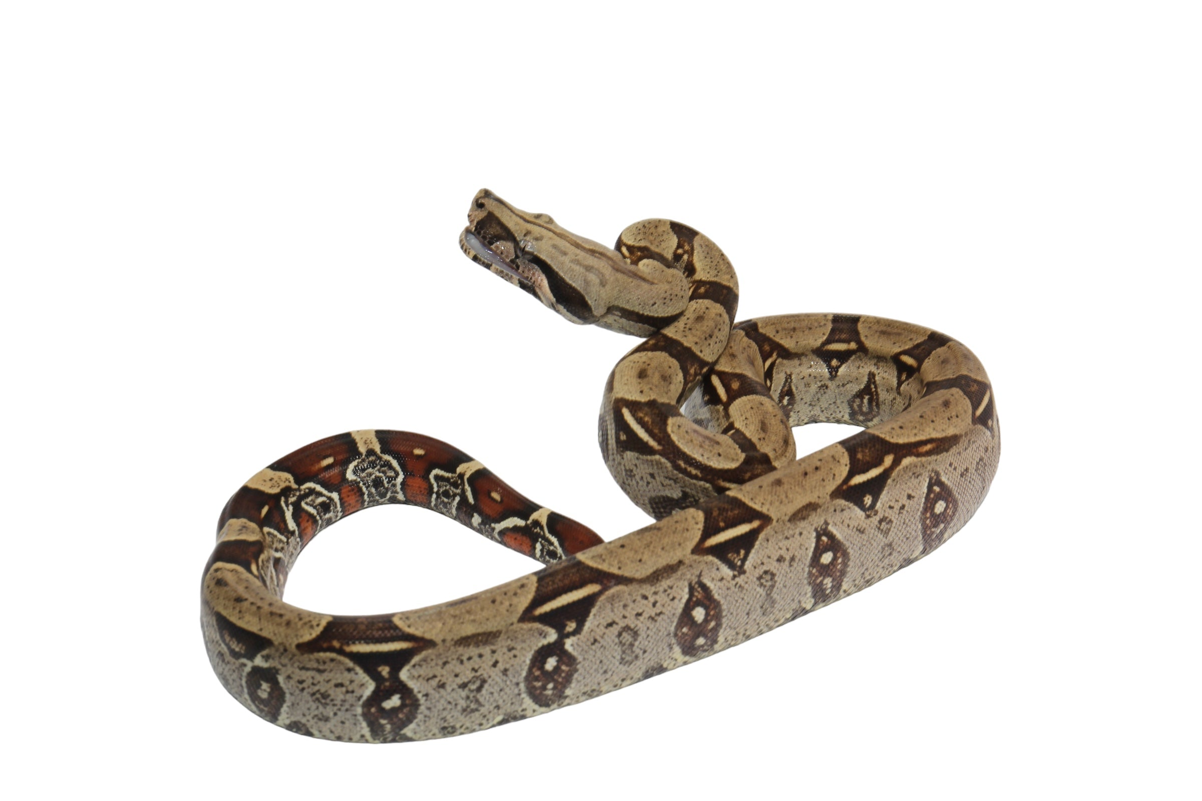 2022 Male CBB Iquitos Peruvian Redtail Boa Constrictor.