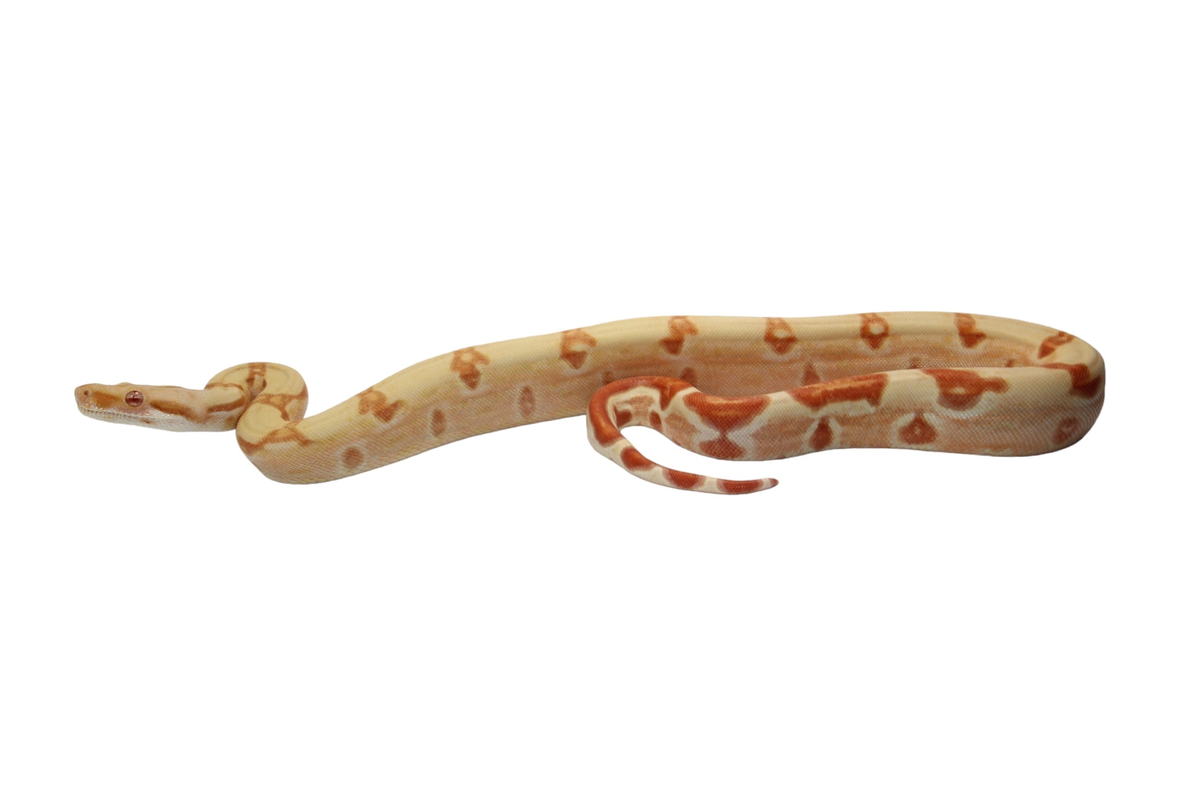 2022 Male Sunglow Jungle Lipstick Possible Het Super Stripe Boa Constrictor