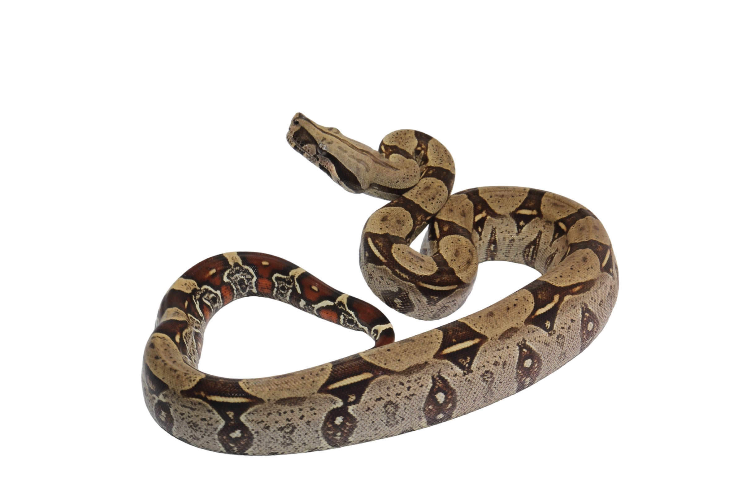 2022 Male CBB Iquitos Peruvian Redtail Boa Constrictor.