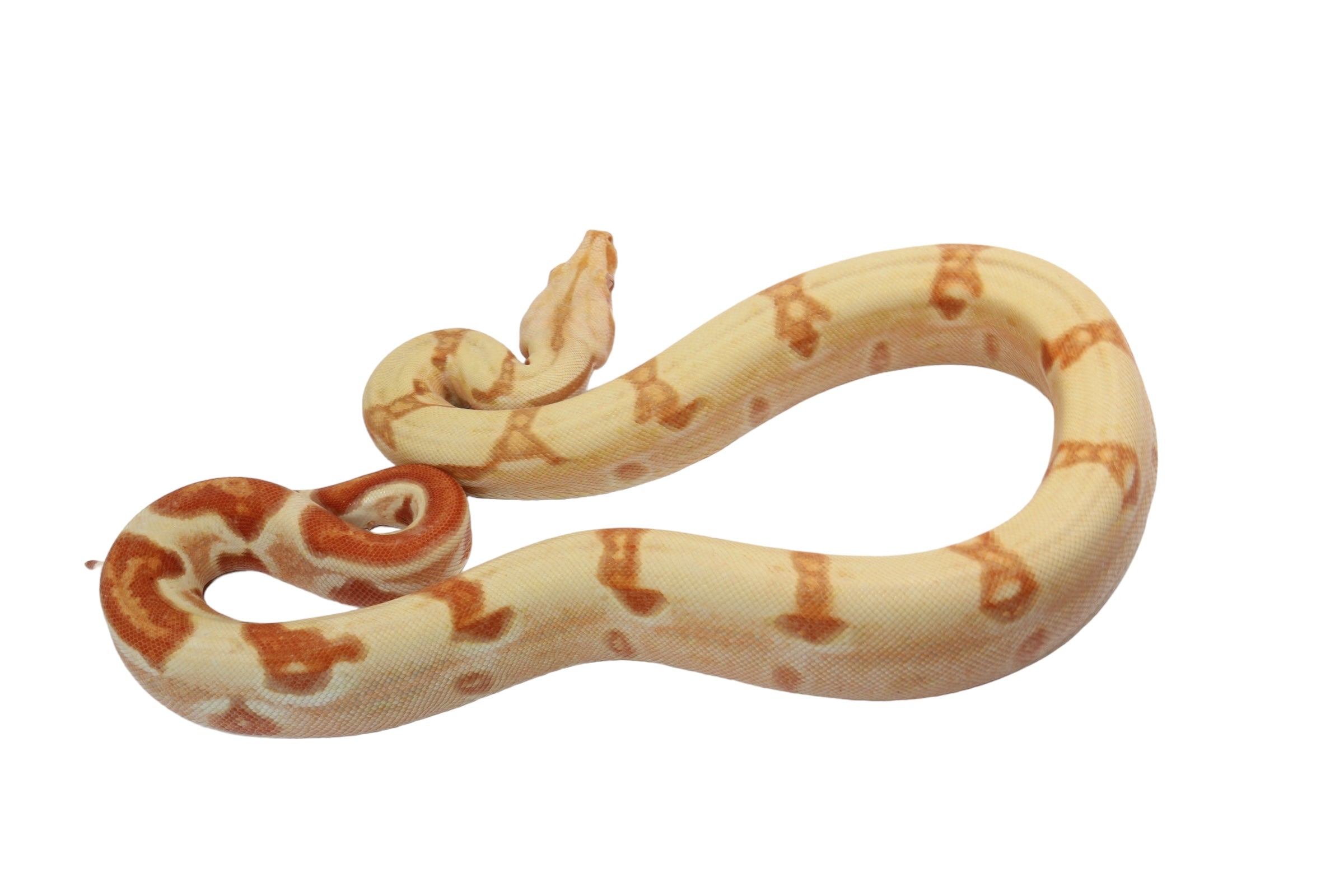 2022 Male Sunglow Jungle Lipstick Possible Het Super Stripe Boa Constrictor