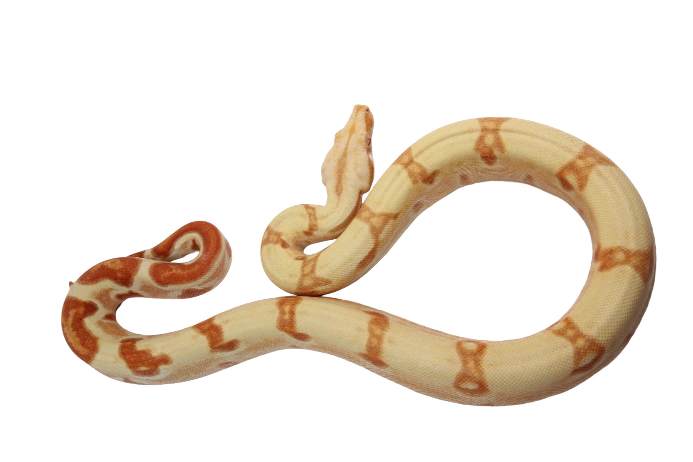 2022 Male Sunglow Jungle Lipstick Possible Het Super Stripe Boa Constrictor
