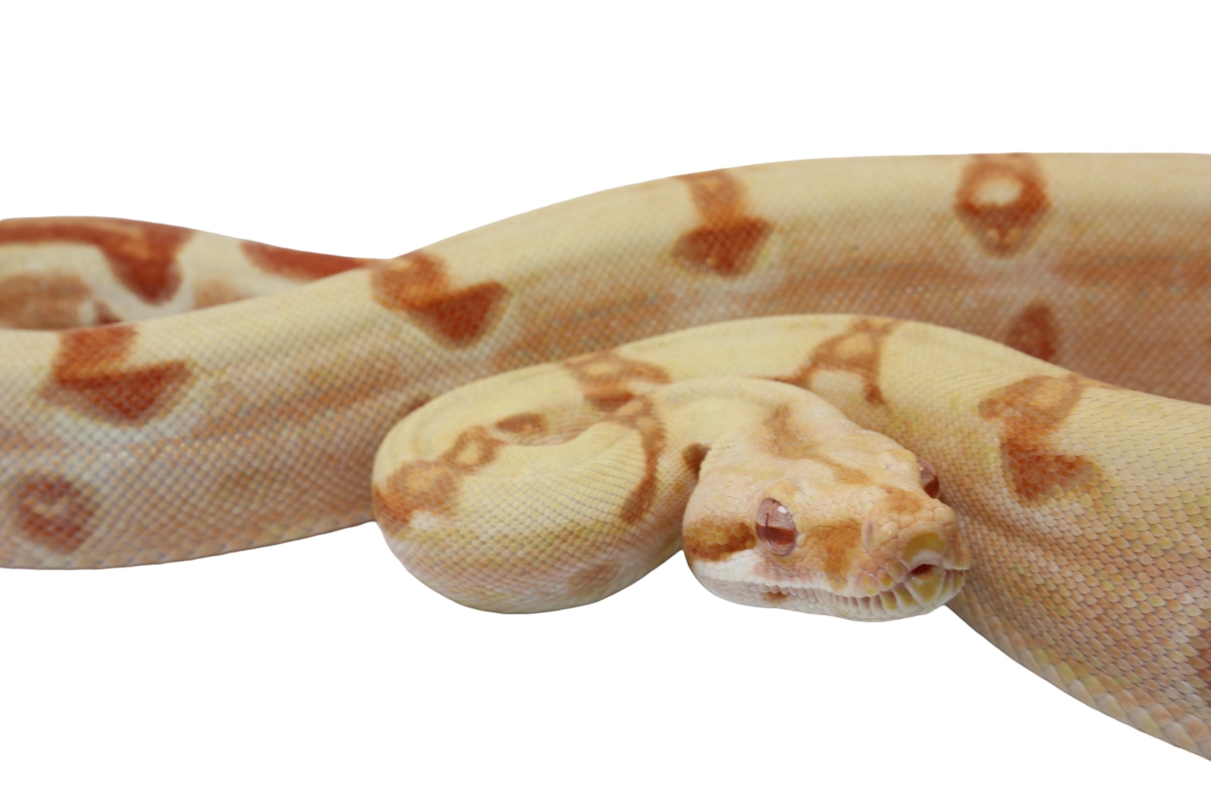 2022 Male Sunglow Jungle Lipstick Possible Het Super Stripe Boa Constrictor