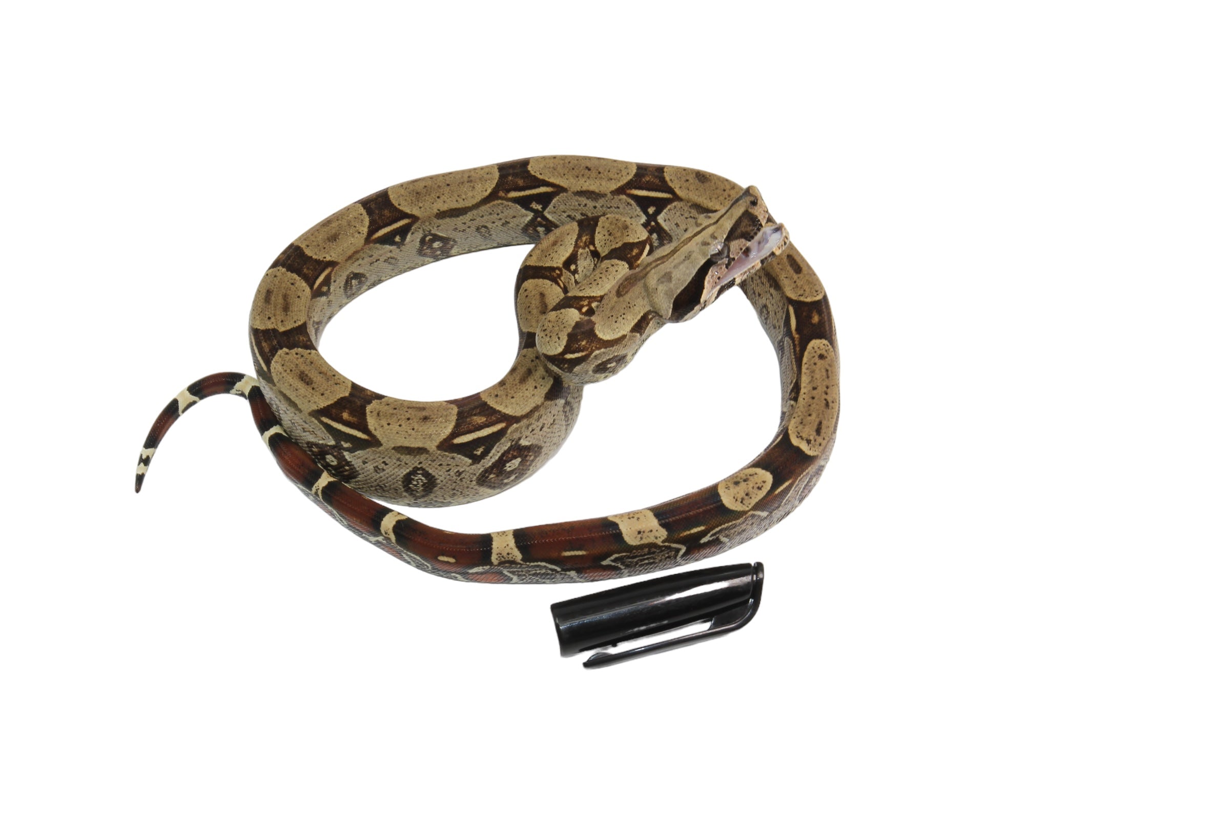 2022 Male CBB Iquitos Peruvian Redtail Boa Constrictor.