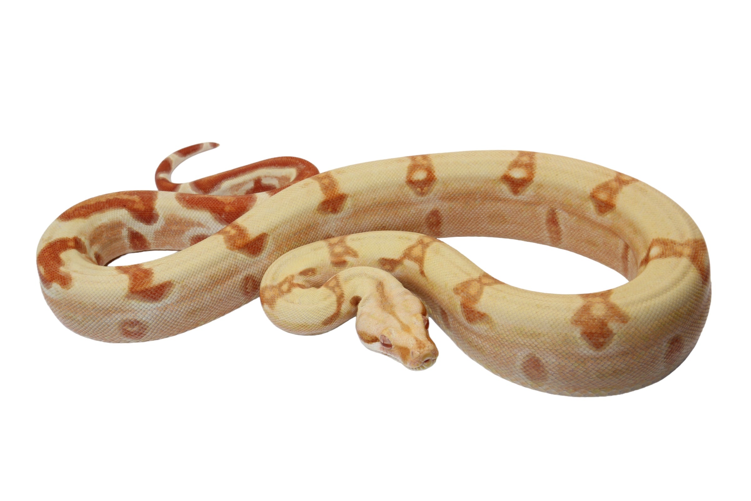 2022 Male Sunglow Jungle Lipstick Possible Het Super Stripe Boa Constrictor