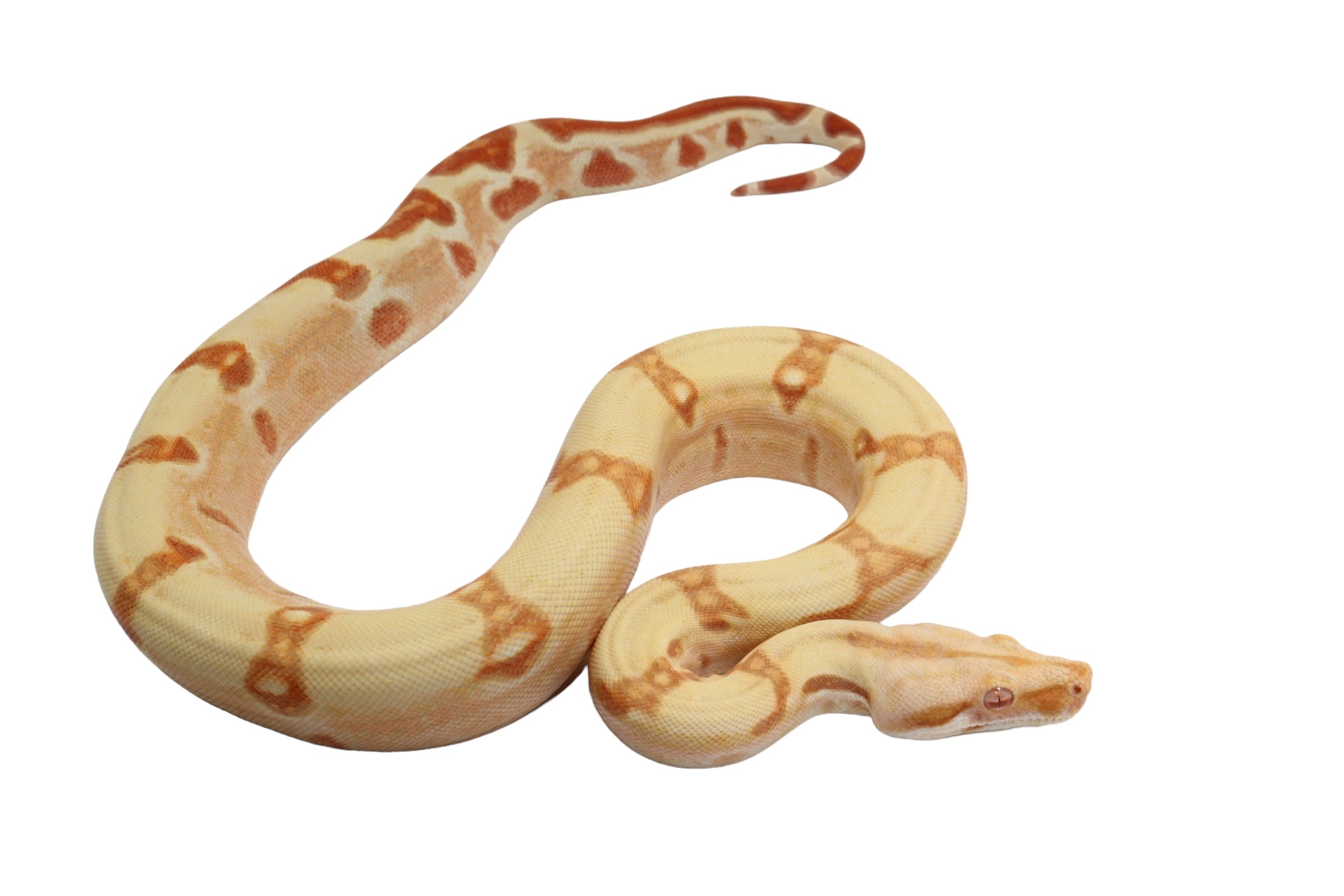 2022 Male Sunglow Jungle Lipstick Possible Het Super Stripe Boa Constrictor