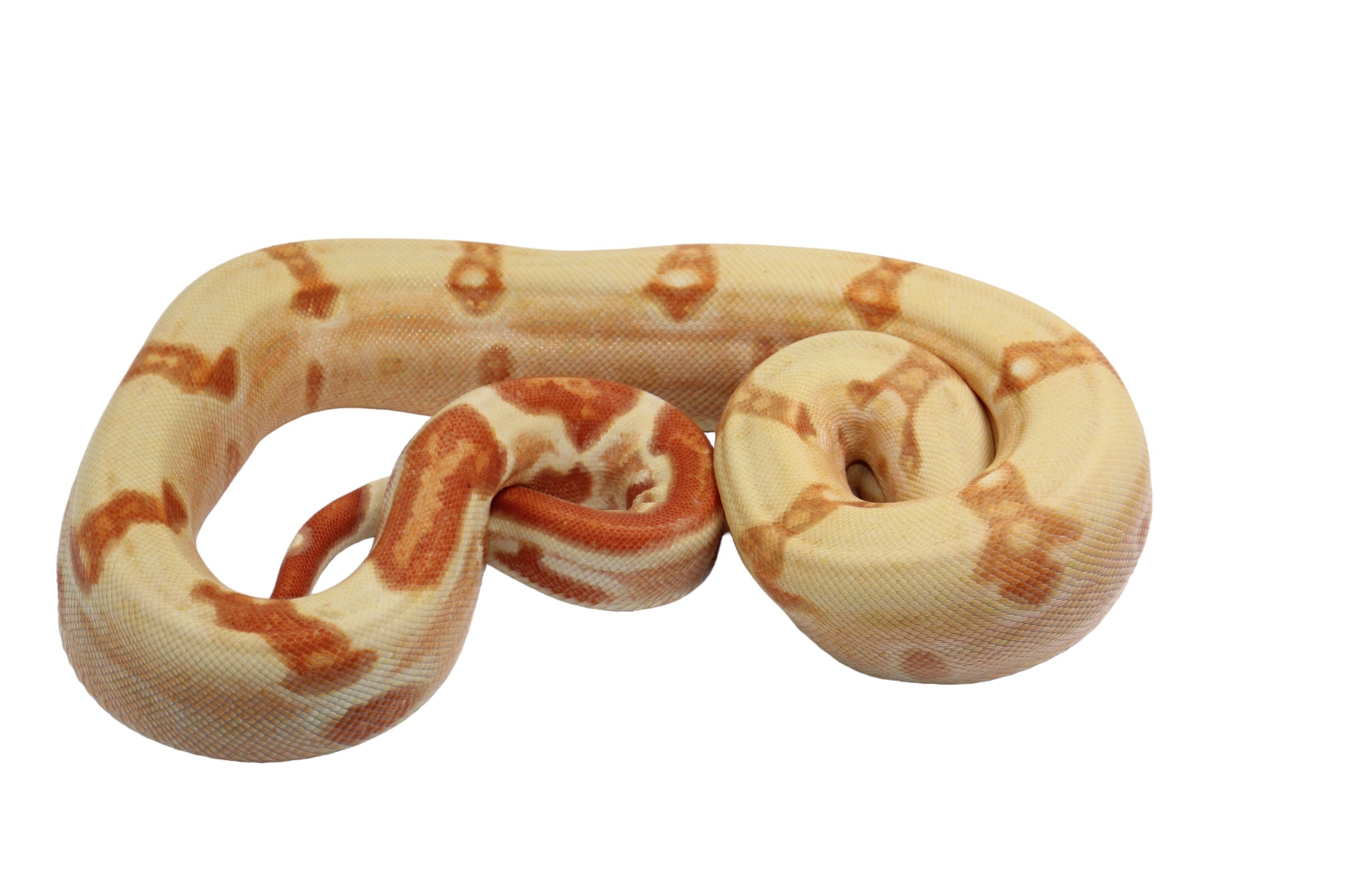 2022 Male Sunglow Jungle Lipstick Possible Het Super Stripe Boa Constrictor