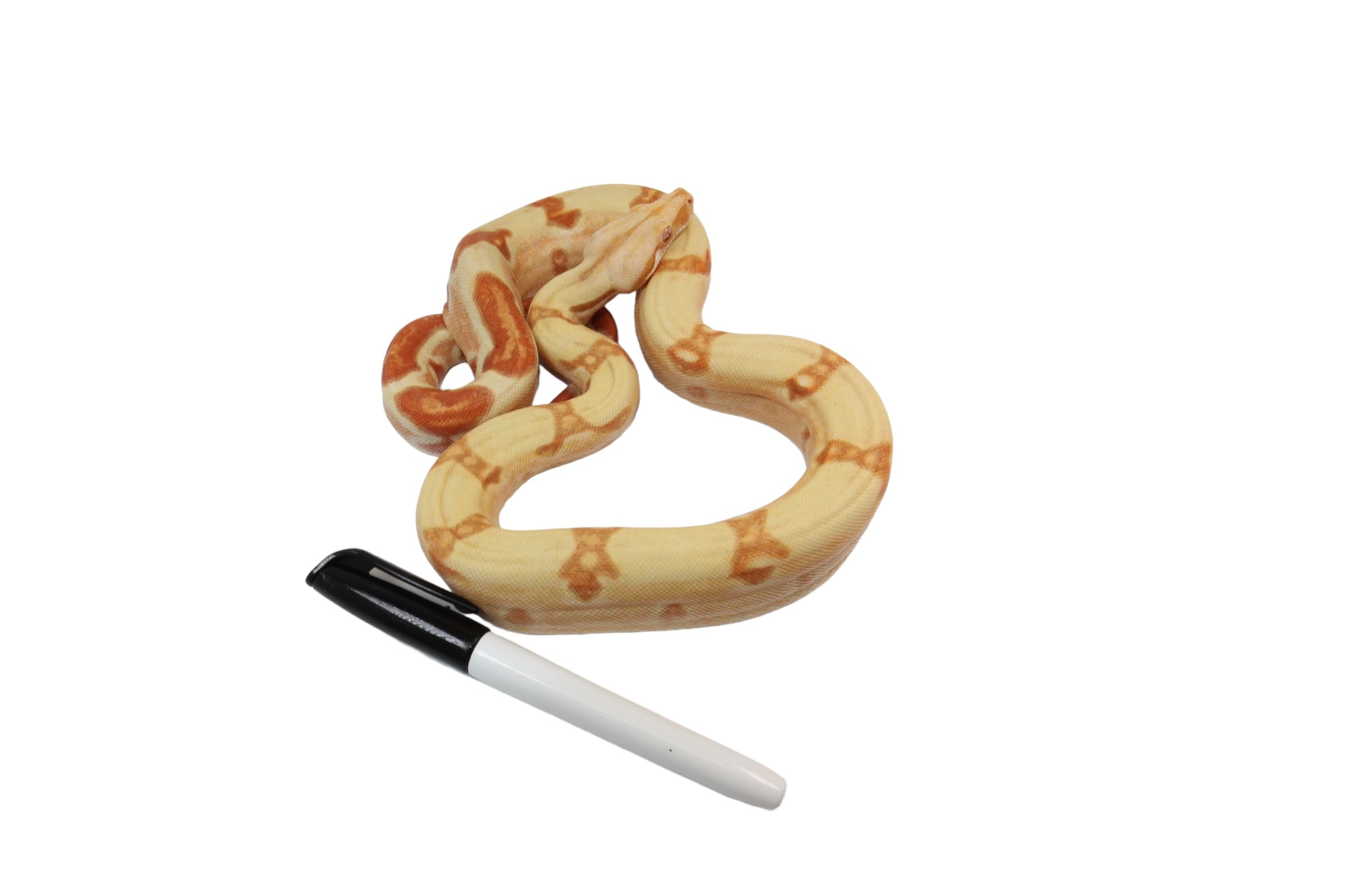 2022 Male Sunglow Jungle Lipstick Possible Het Super Stripe Boa Constrictor
