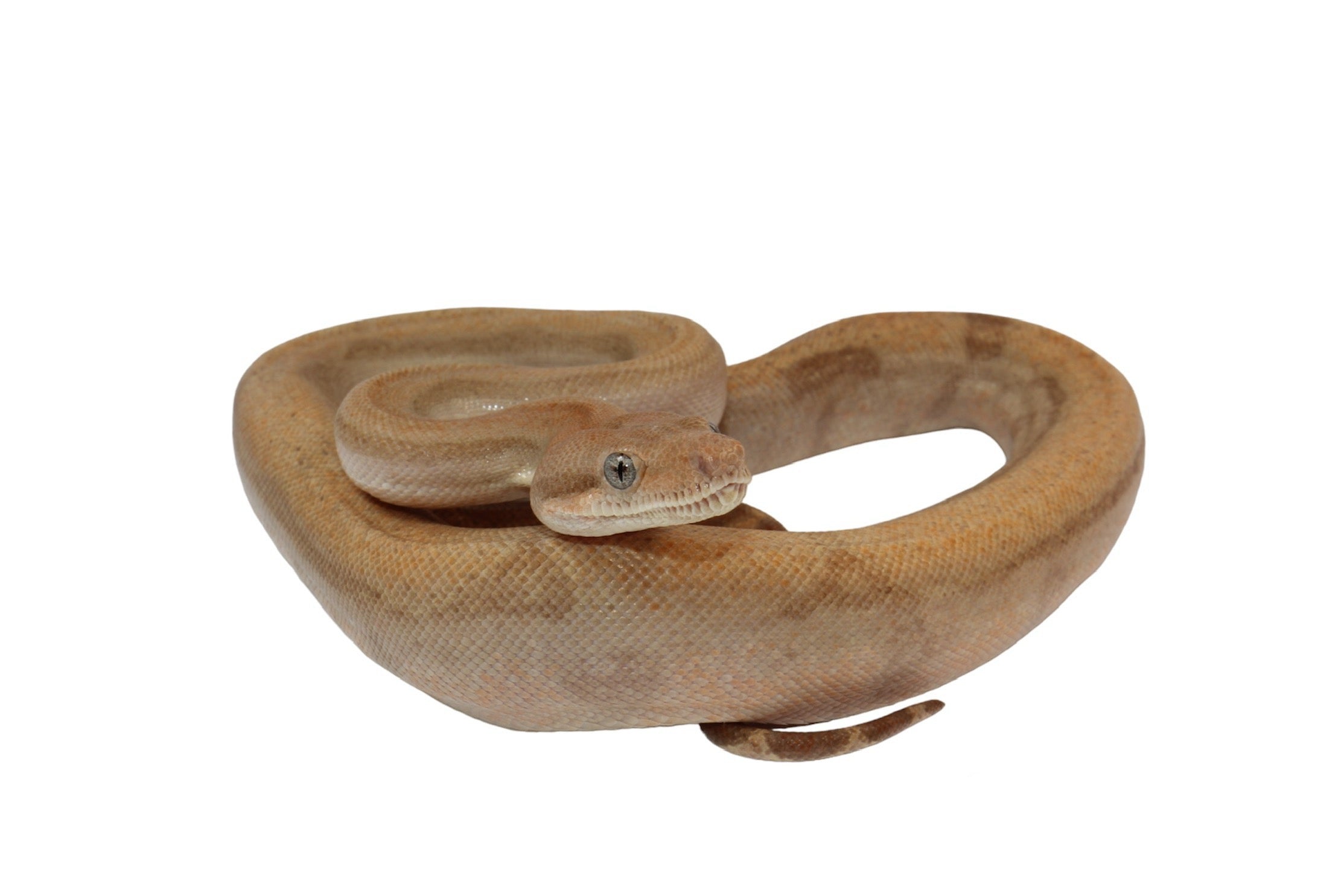 2022 Female Burke T+ Fire Hypo Boa Constrictor