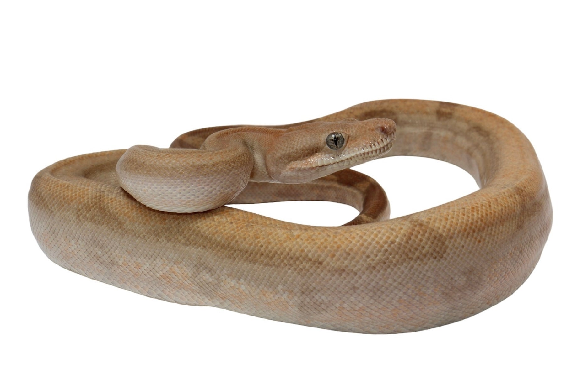 2022 Female Burke T+ Fire Hypo Boa Constrictor