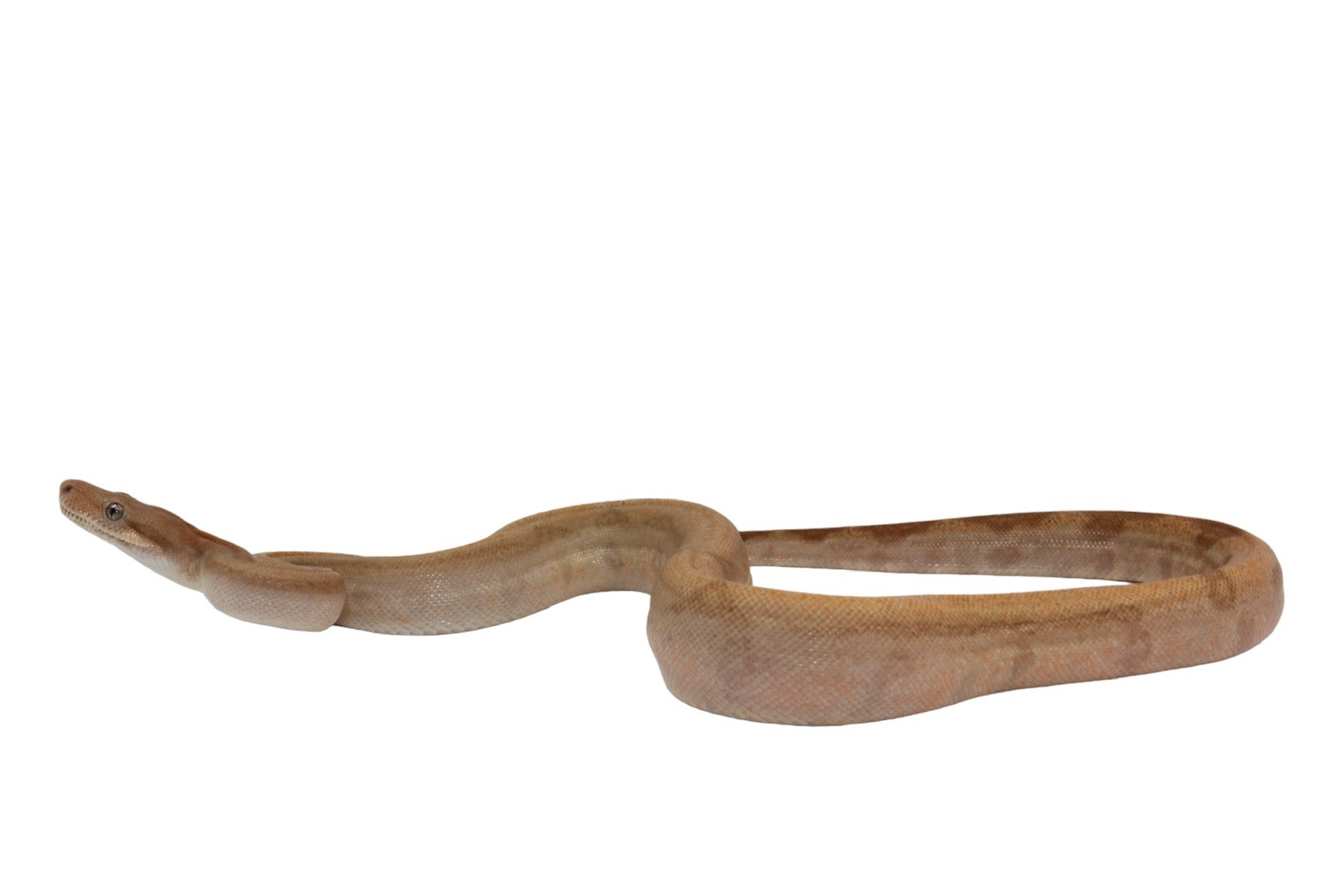 2022 Female Burke T+ Fire Hypo Boa Constrictor