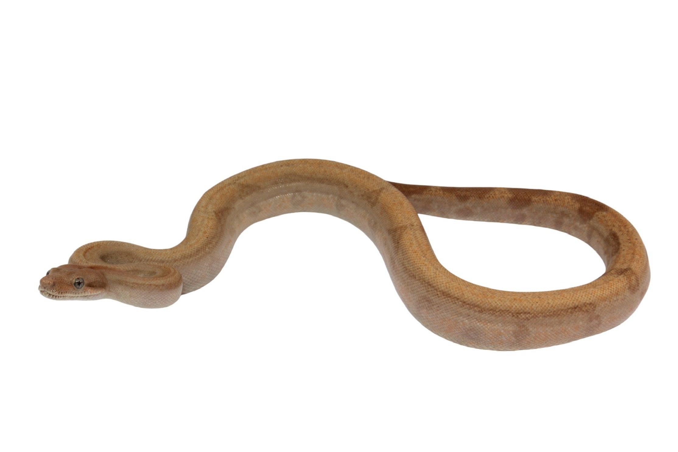 2022 Female Burke T+ Fire Hypo Boa Constrictor