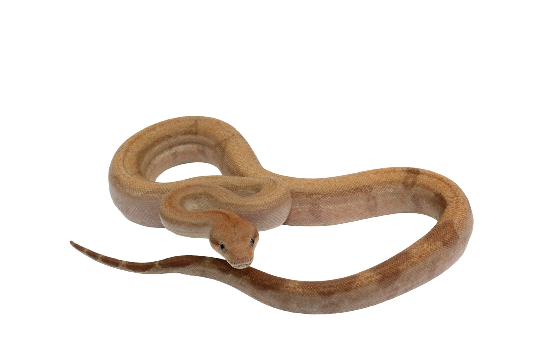 2022 Female Burke T+ Fire Hypo Boa Constrictor