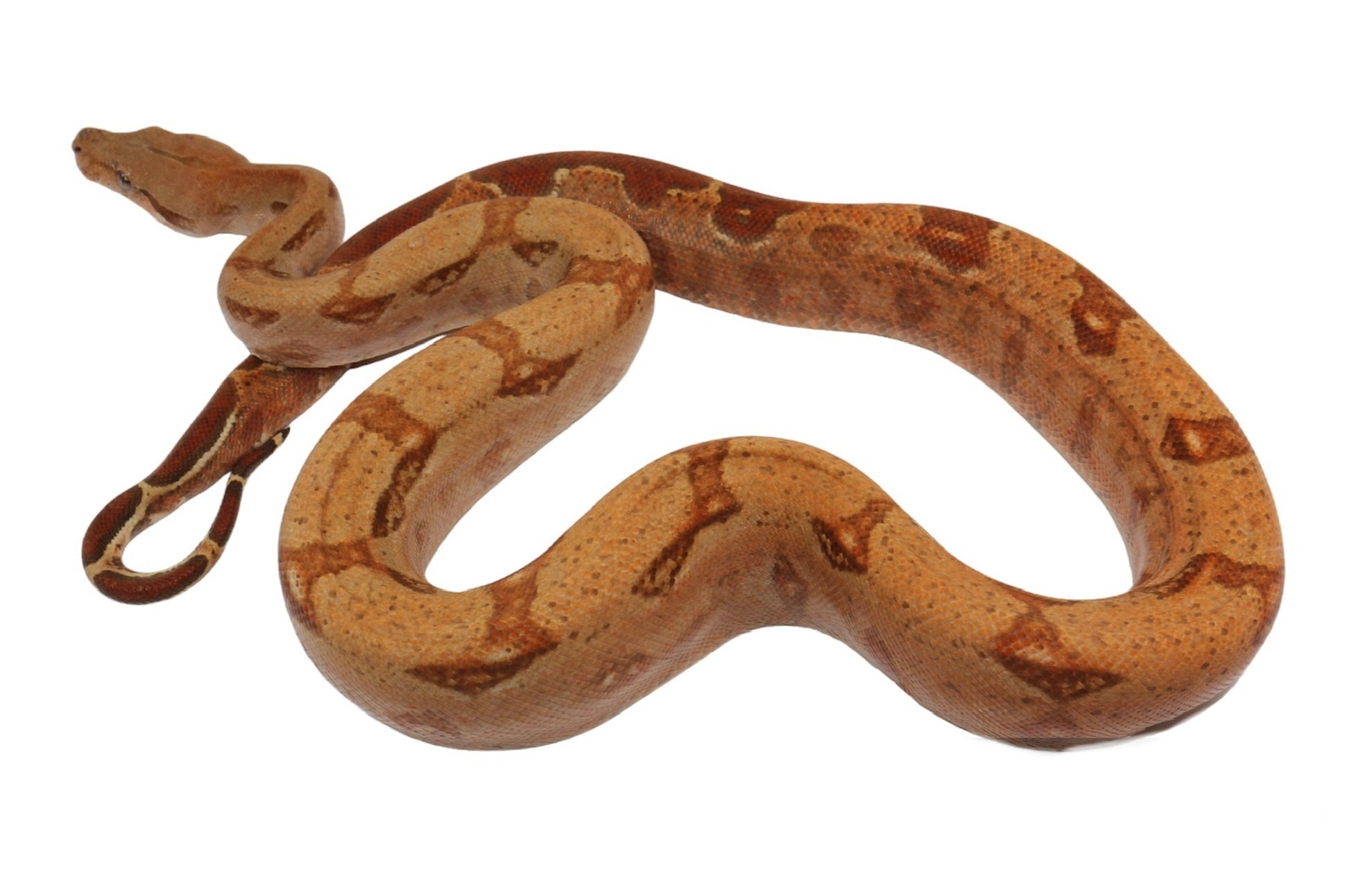 2022 Female Burke T+ Hypo Boa Constrictor.
