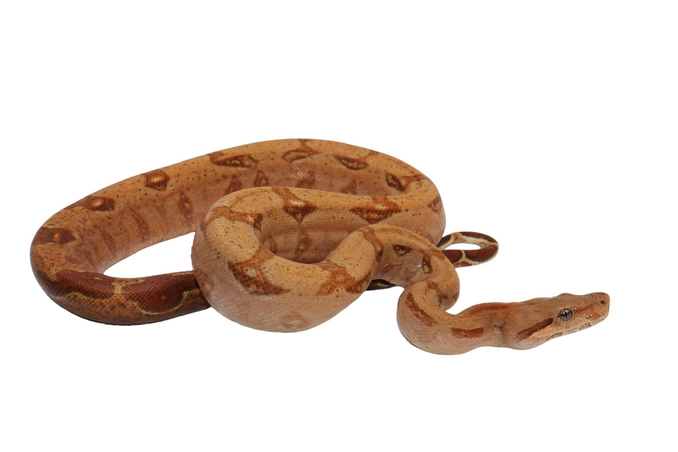 2022 Female Burke T+ Hypo Boa Constrictor.