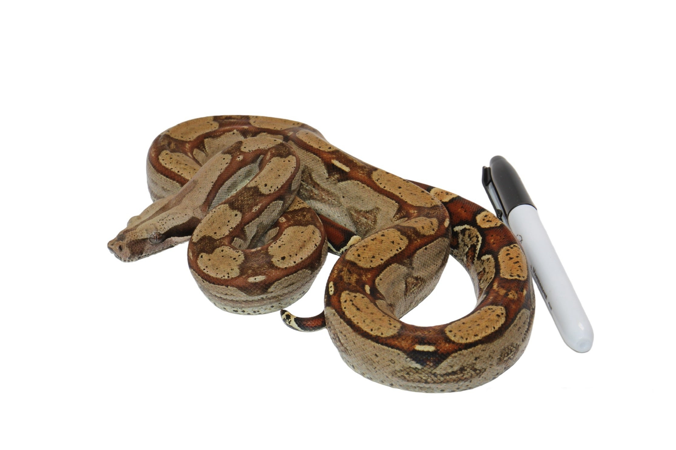 SALE! 2021 (Updated) Male Roswell Het Anerythristic Possible Het Kahl Albino Boa Constrictor.