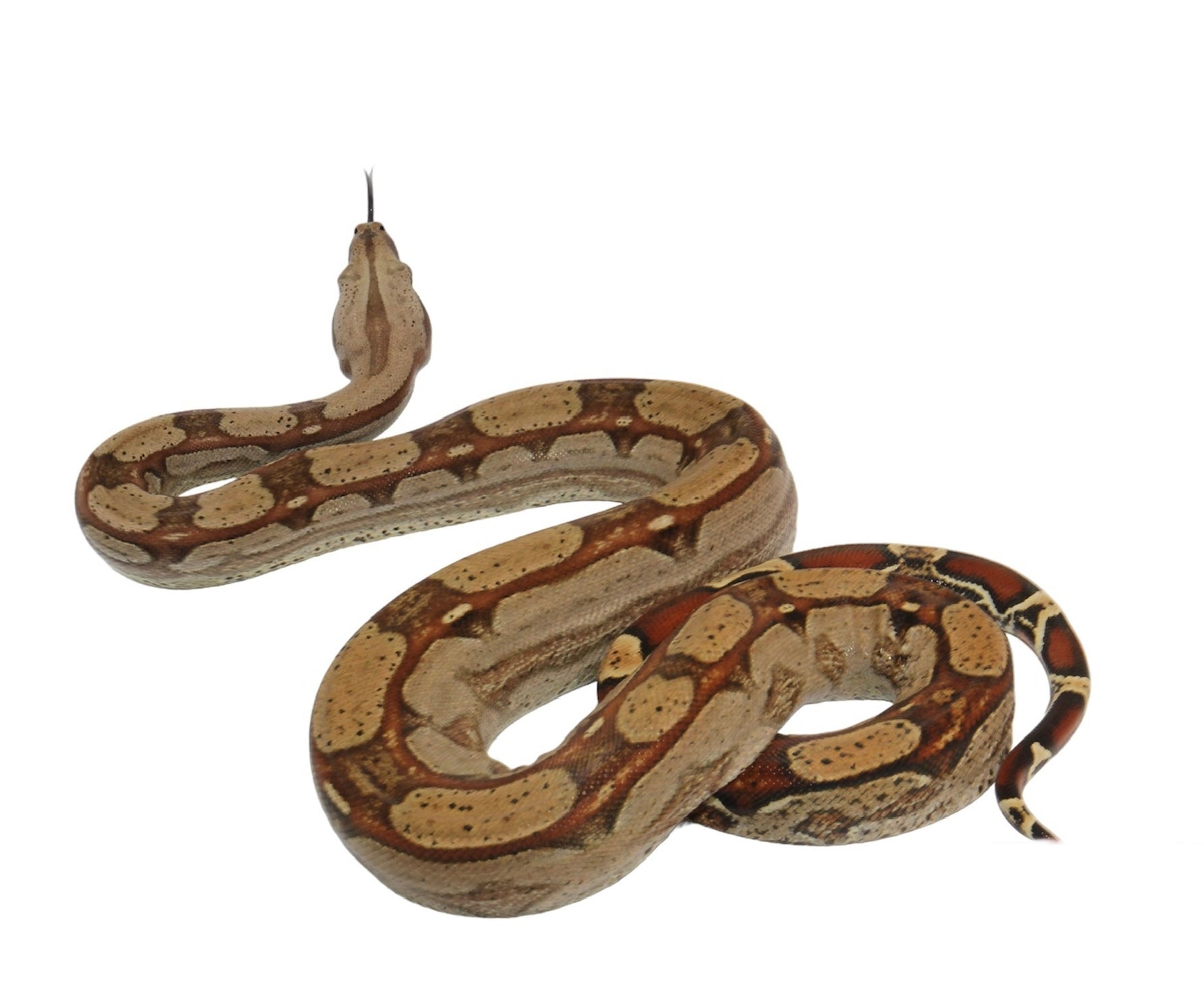 SALE! 2021 (Updated) Male Roswell Het Anerythristic Possible Het Kahl Albino Boa Constrictor.