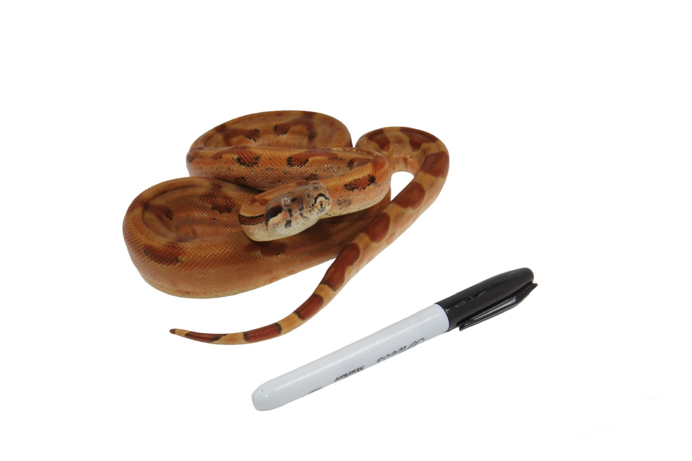 2021 Female Burke T+ Sunglow Boa Constrictor.