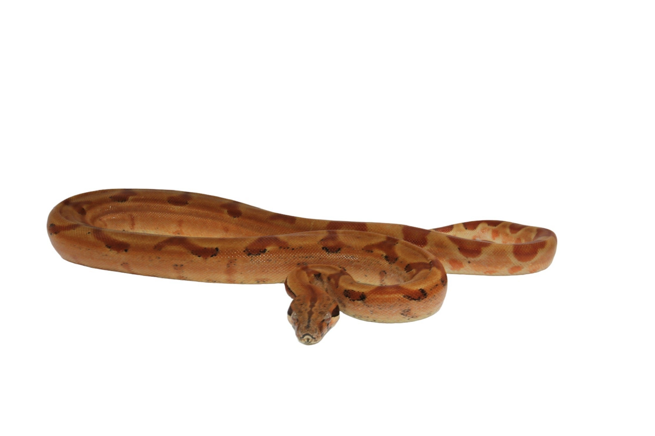 2021 Female Burke T+ Sunglow Boa Constrictor.