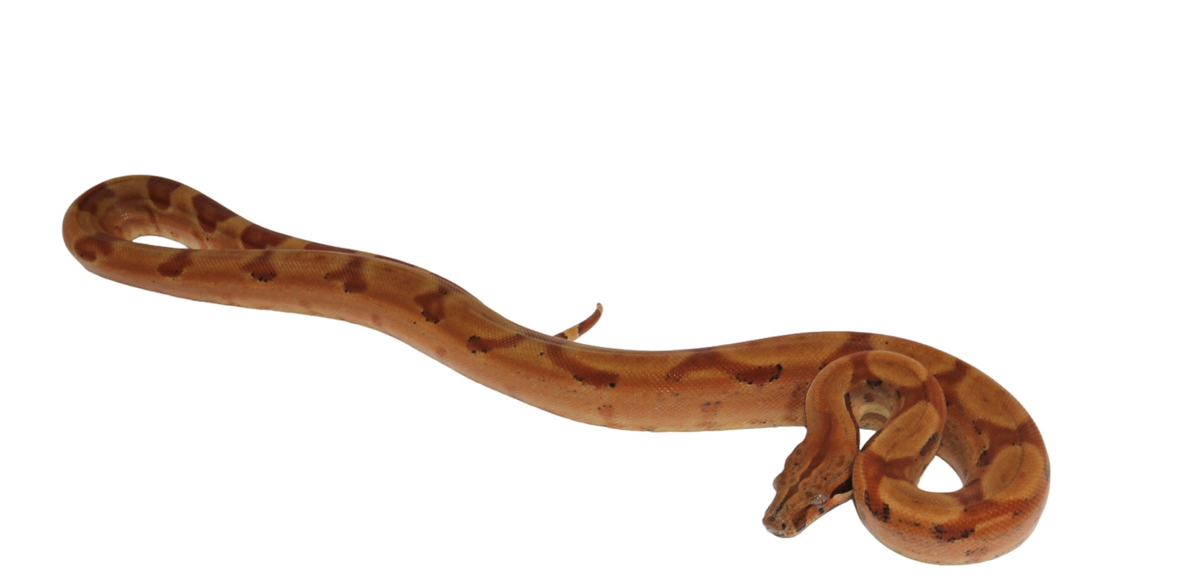 2021 Female Burke T+ Sunglow Boa Constrictor.