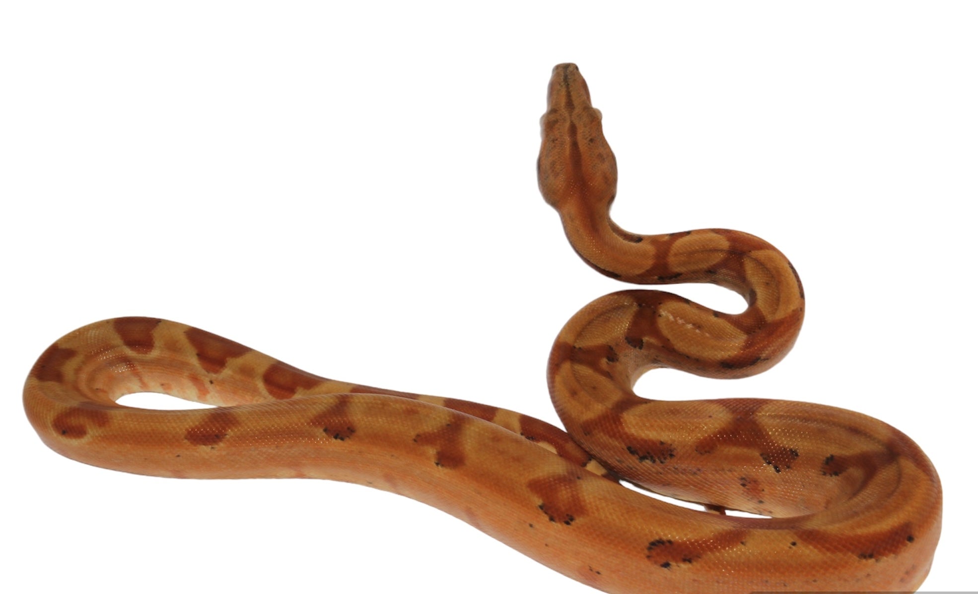 2021 Female Burke T+ Sunglow Boa Constrictor.