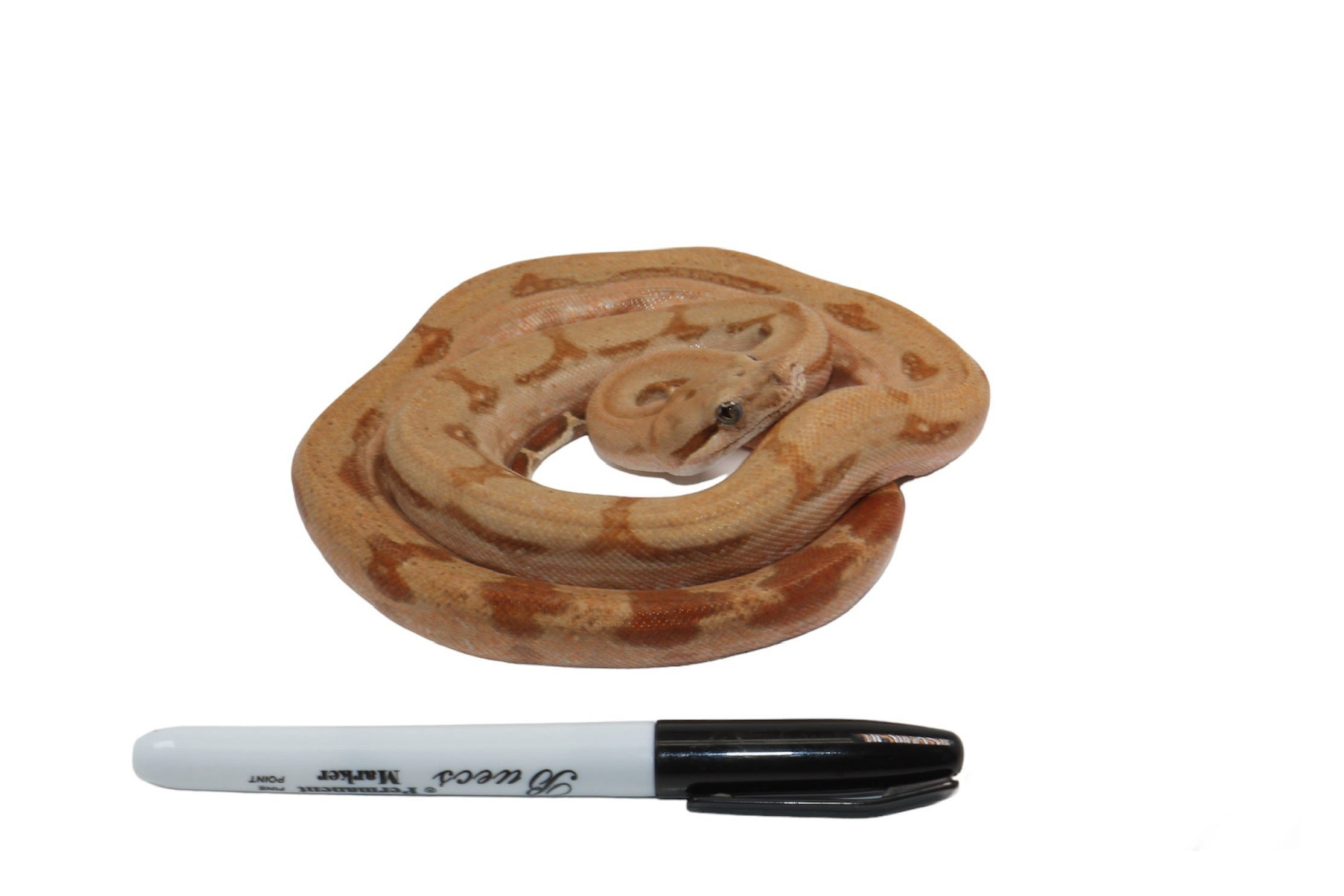 2021 Female Burke T+ Fire Partial Stripe Boa Constrictor.