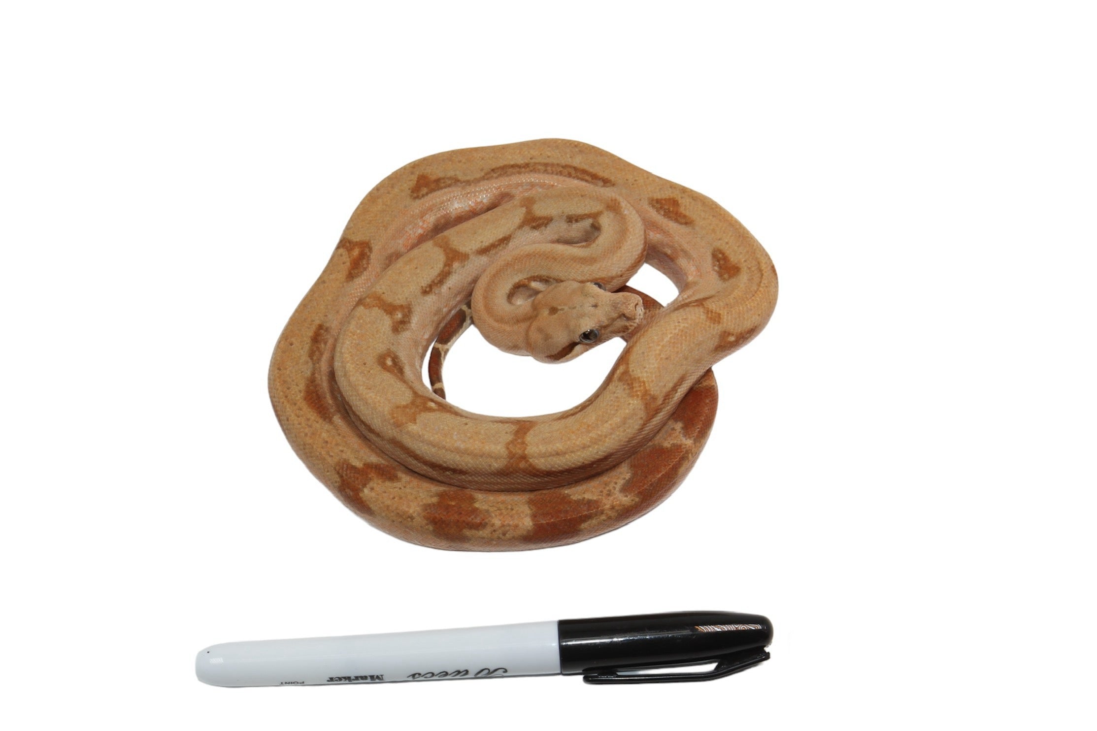 2021 Female Burke T+ Fire Partial Stripe Boa Constrictor.