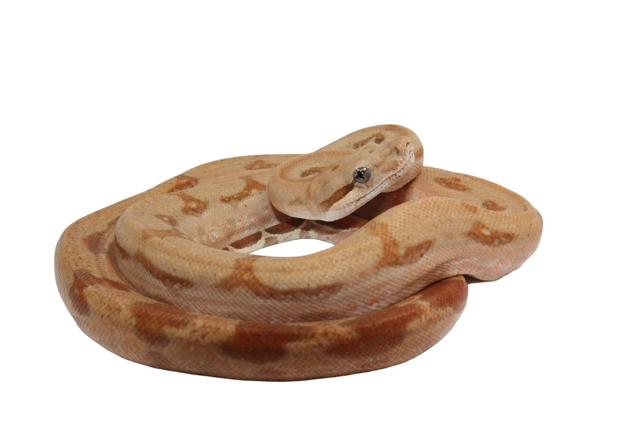 2021 Female Burke T+ Fire Partial Stripe Boa Constrictor.