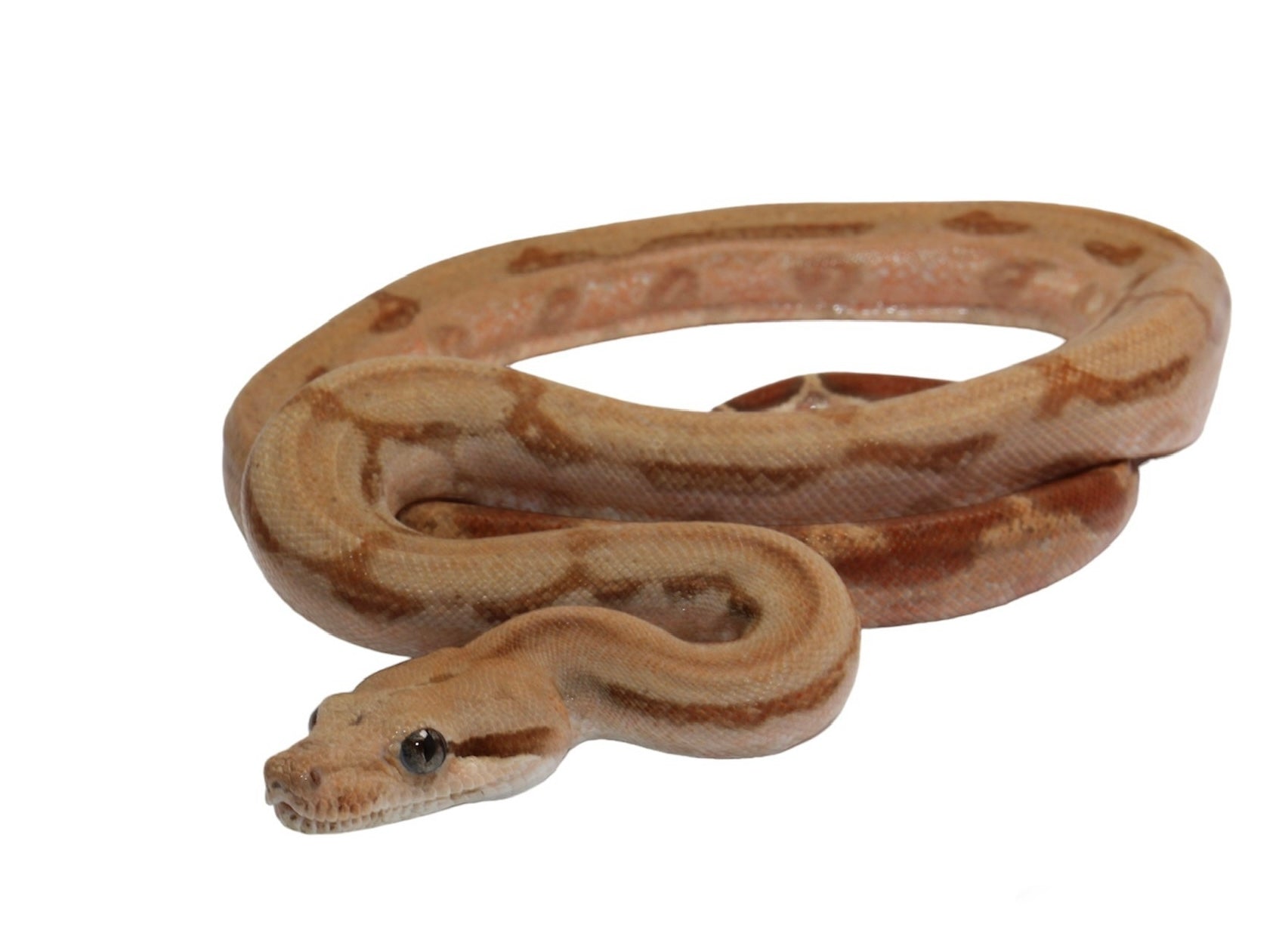 2021 Female Burke T+ Fire Partial Stripe Boa Constrictor.