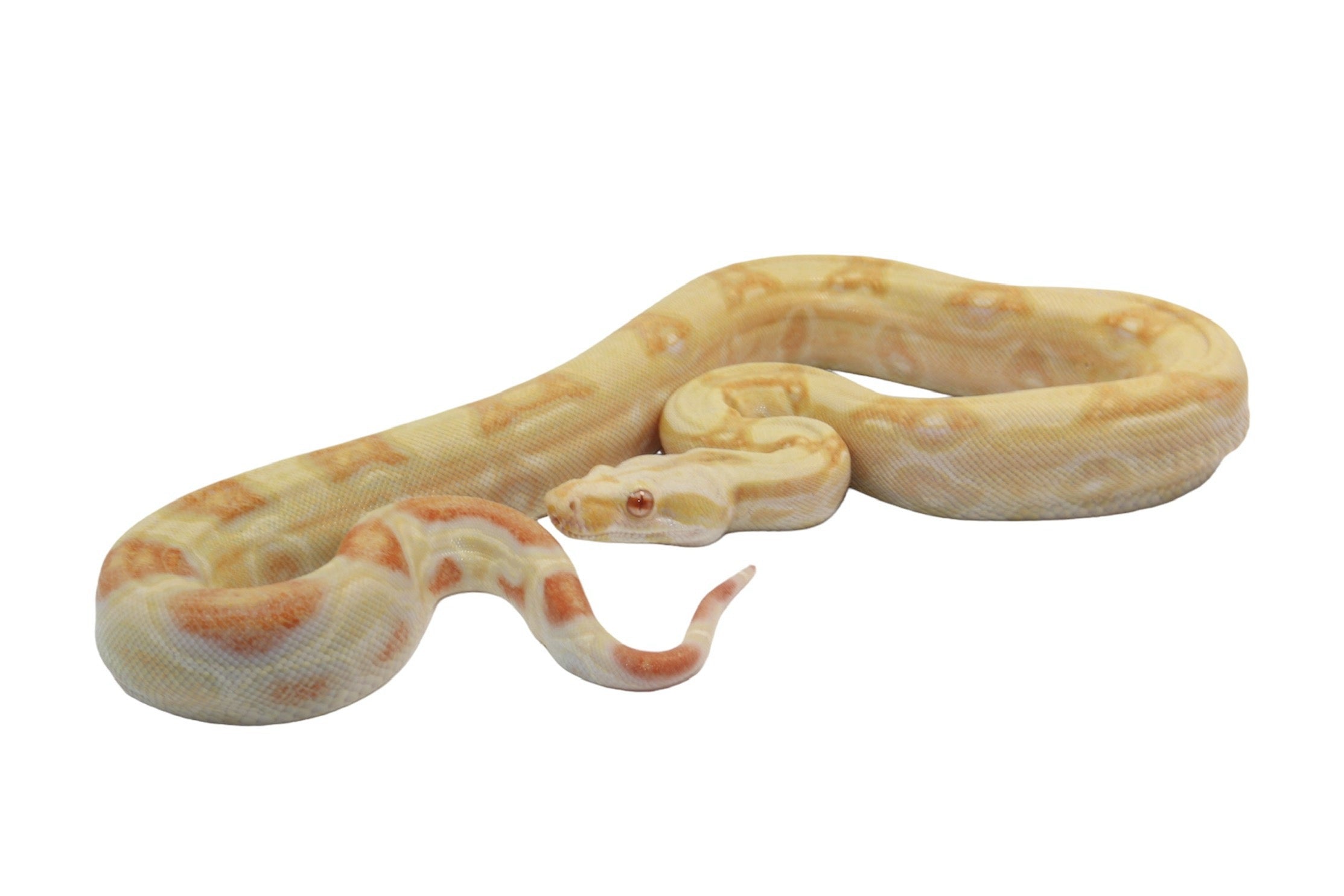 2021 Female Albino Jungle IMG Possible Het Super Stripe from Genetic Stripe Boa Constrictor.