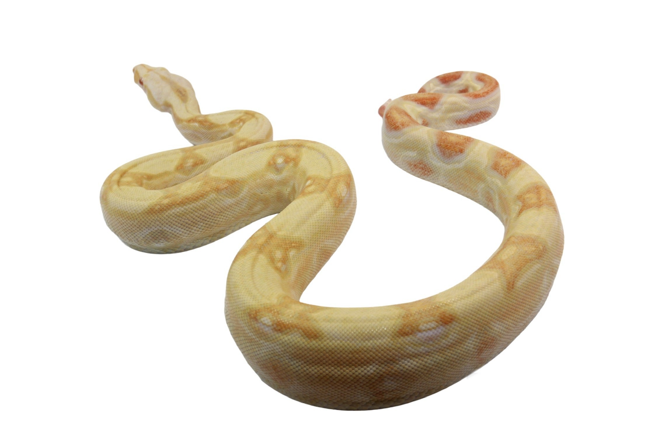2021 Female Albino Jungle IMG Possible Het Super Stripe from Genetic Stripe Boa Constrictor.