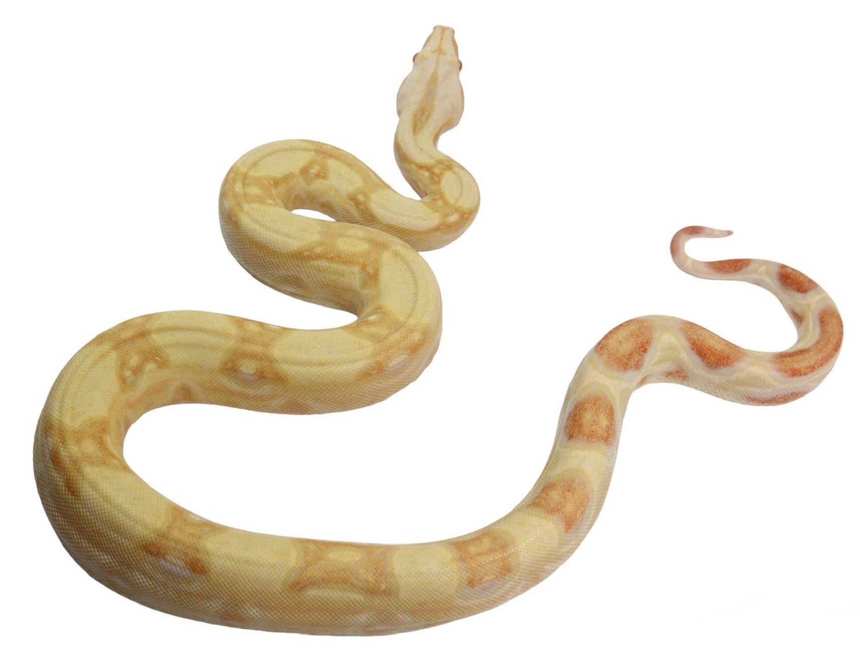 2021 Female Albino Jungle IMG Possible Het Super Stripe from Genetic Stripe Boa Constrictor.