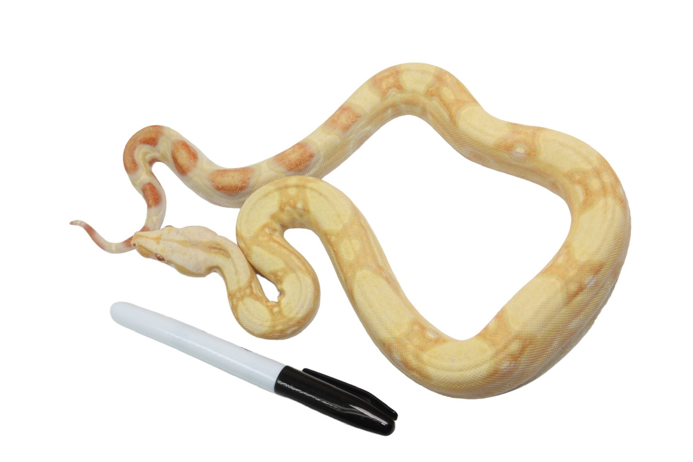 2021 Female Albino Jungle IMG Possible Het Super Stripe from Genetic Stripe Boa Constrictor.