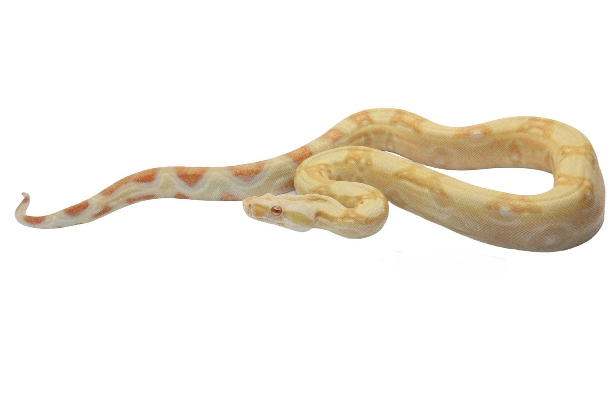 2021 Female Albino Jungle IMG Possible Het Super Stripe from Genetic Stripe Boa Constrictor.