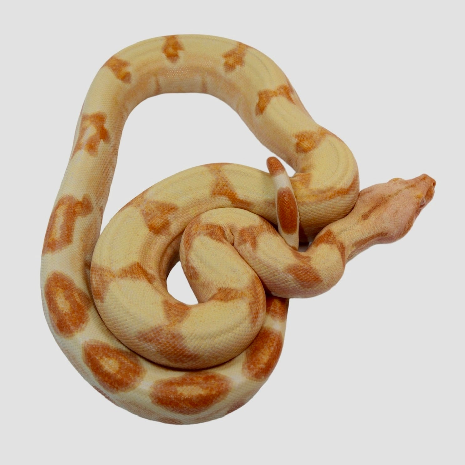 2021 Male Lipstick Sunglow (Albino) Jungle Poss IMG Boa Constrictor